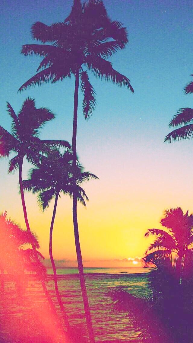 Palm Tree Wallpaper Iphone - HD Wallpaper 