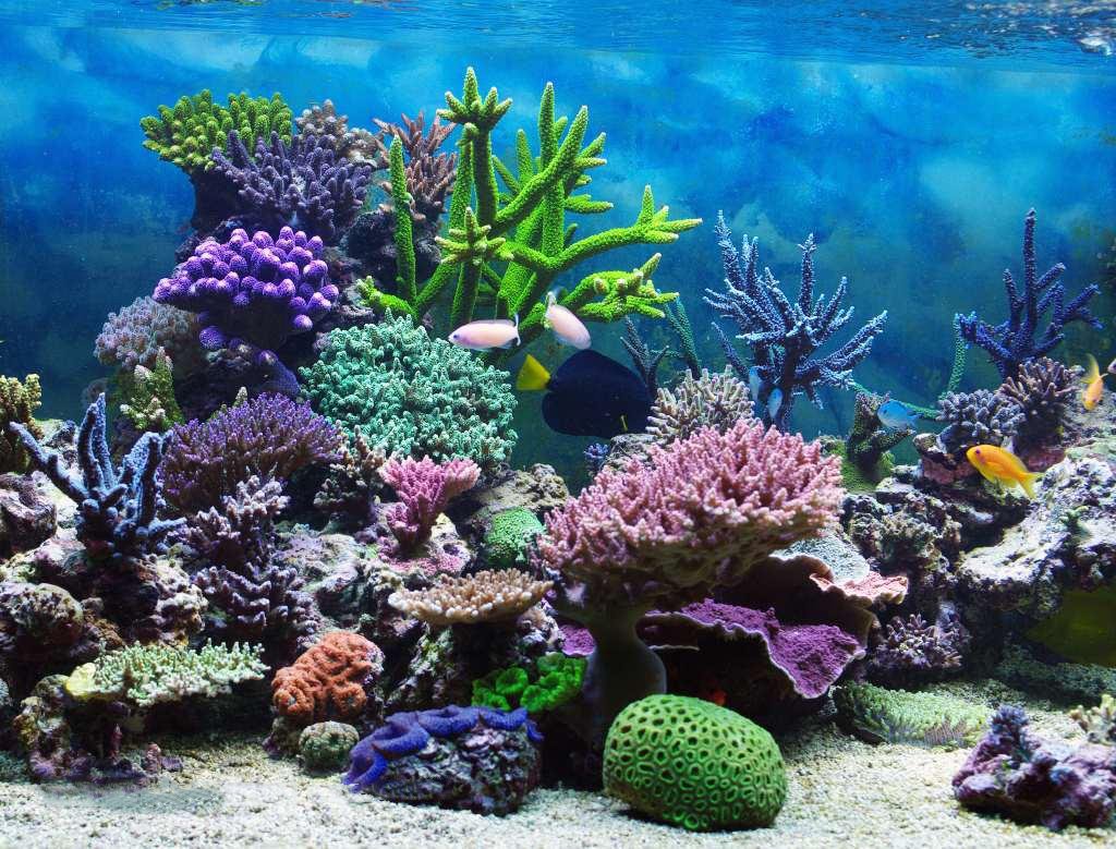 Coral Reef Ocean Floor - HD Wallpaper 