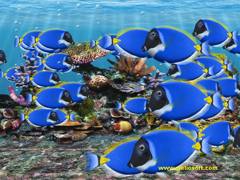 Blue Tang Fish School - HD Wallpaper 