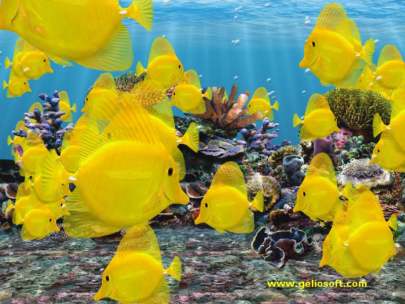 Yellow Tang Facts - HD Wallpaper 