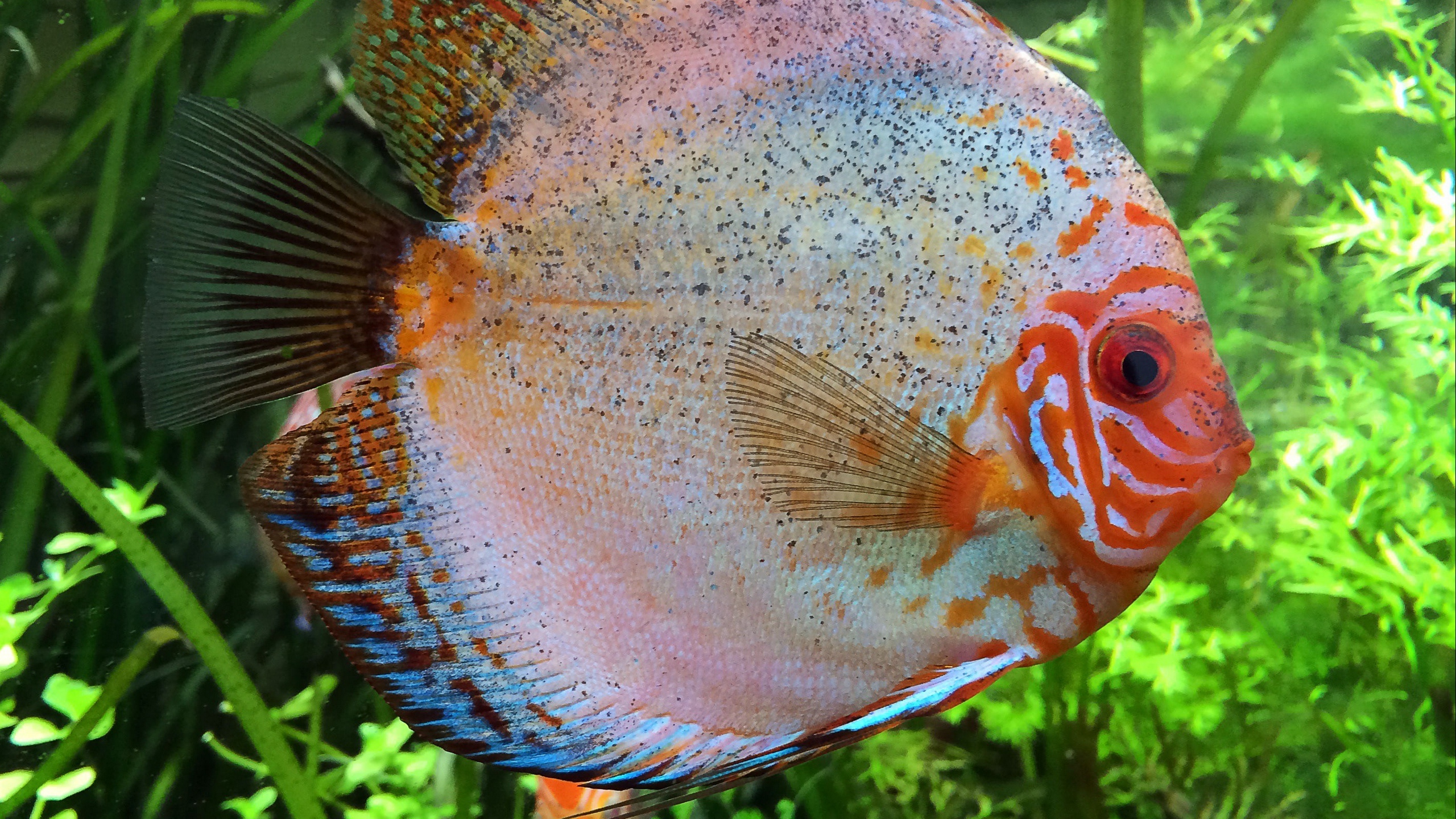 Wallpaper Cichlid, Fish, Aquarium - Color Fish Oscar Hd - HD Wallpaper 