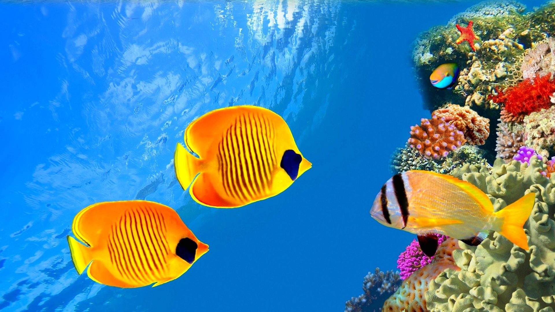 Ocean Fish - Under Sea - HD Wallpaper 