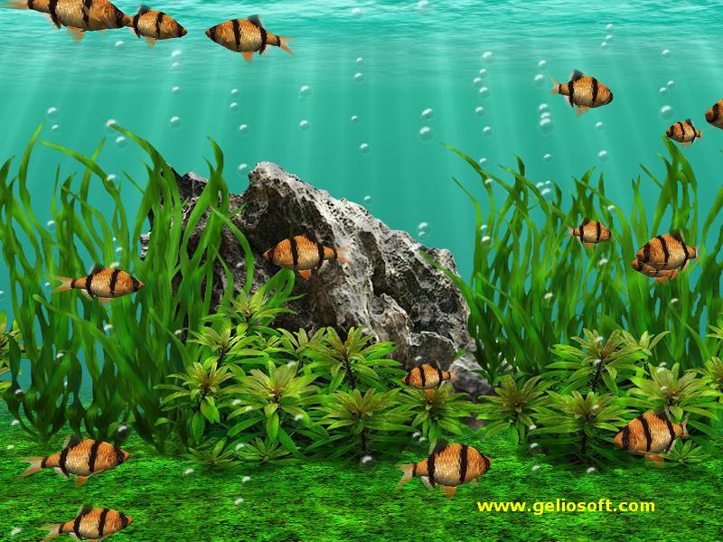 Tiger Barb Fish Aquarium - HD Wallpaper 