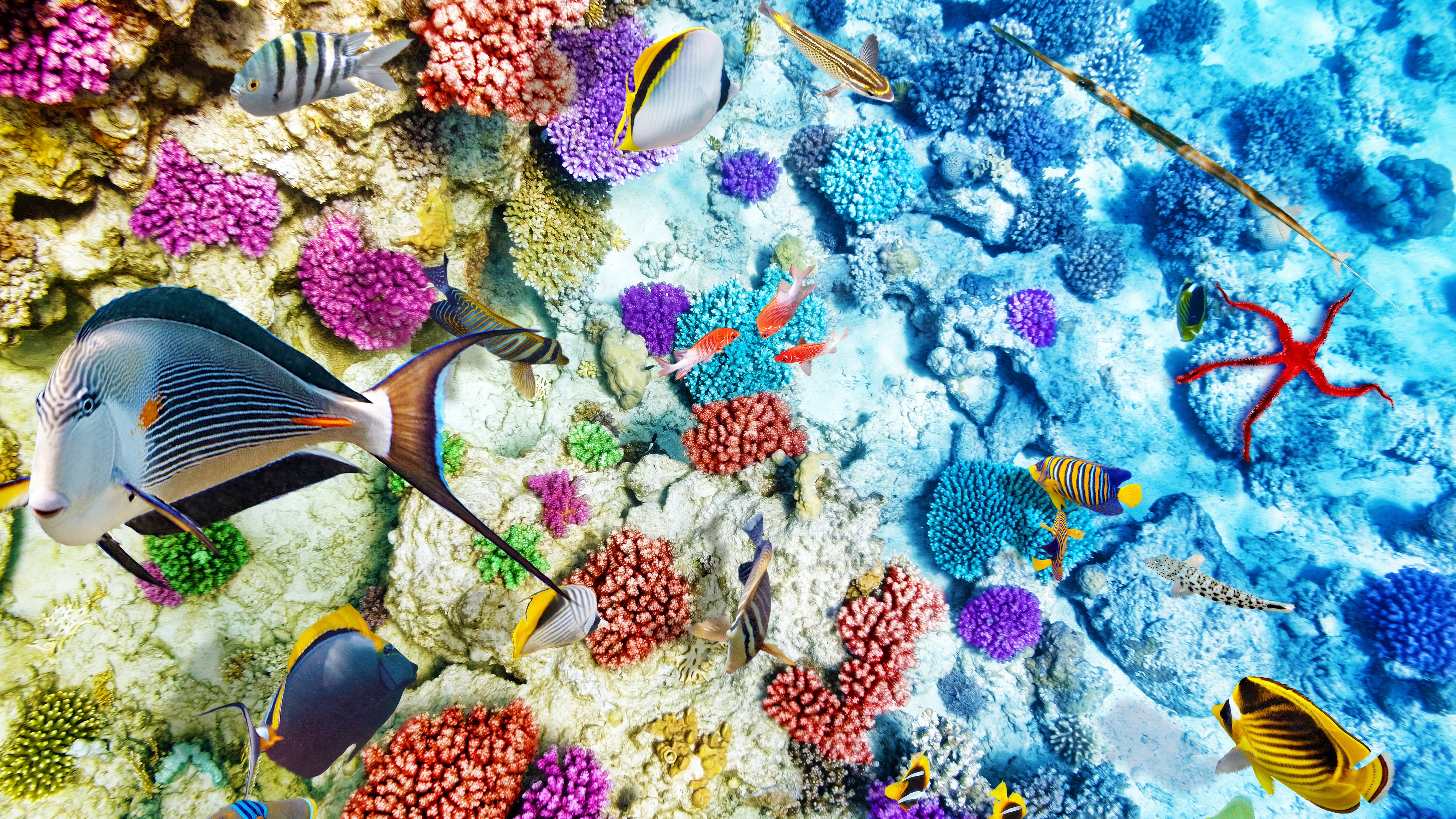 8k Wallpaper Fish - HD Wallpaper 