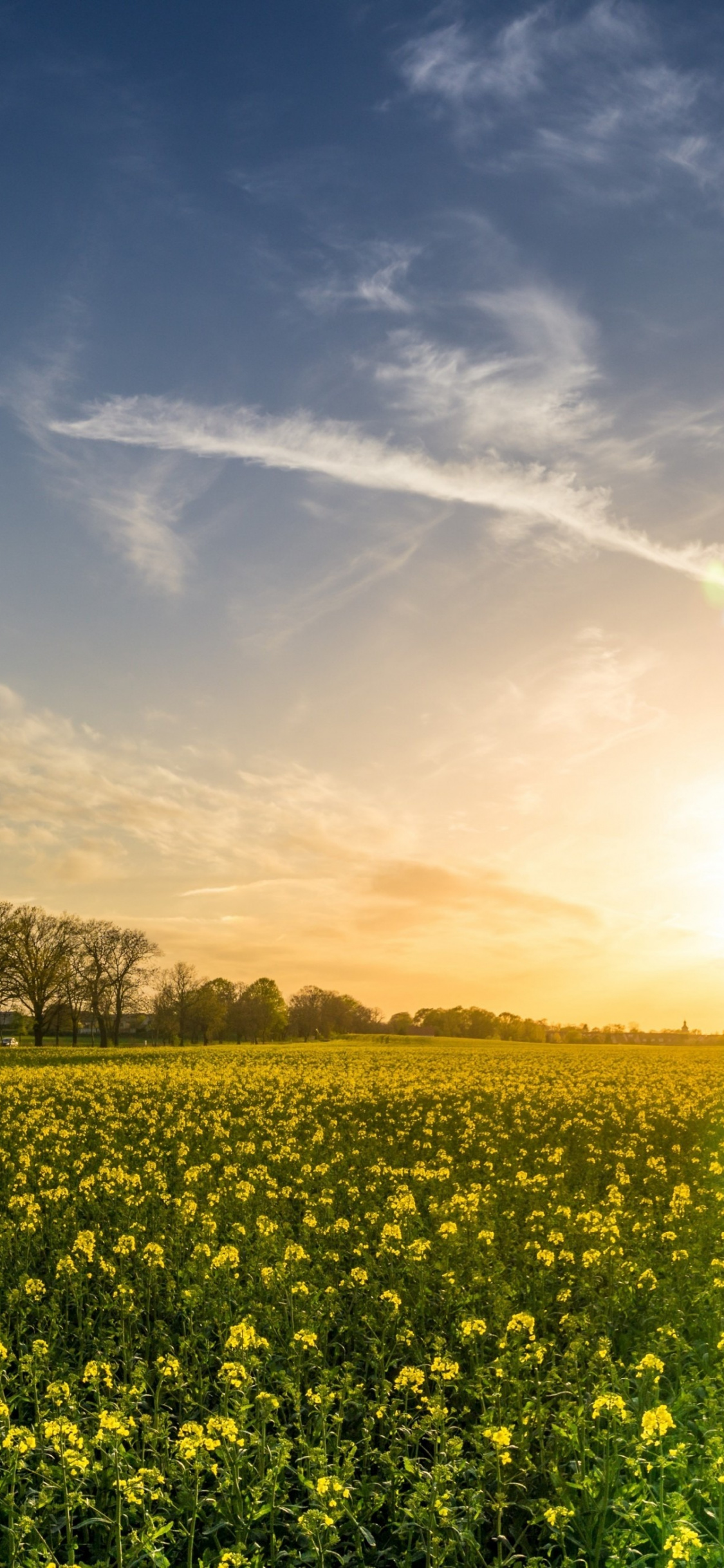 Oilseed Rape, Farm, Sunny Day, Sky, 5k, Wallpaper - Paisagem De Campo Florido - HD Wallpaper 