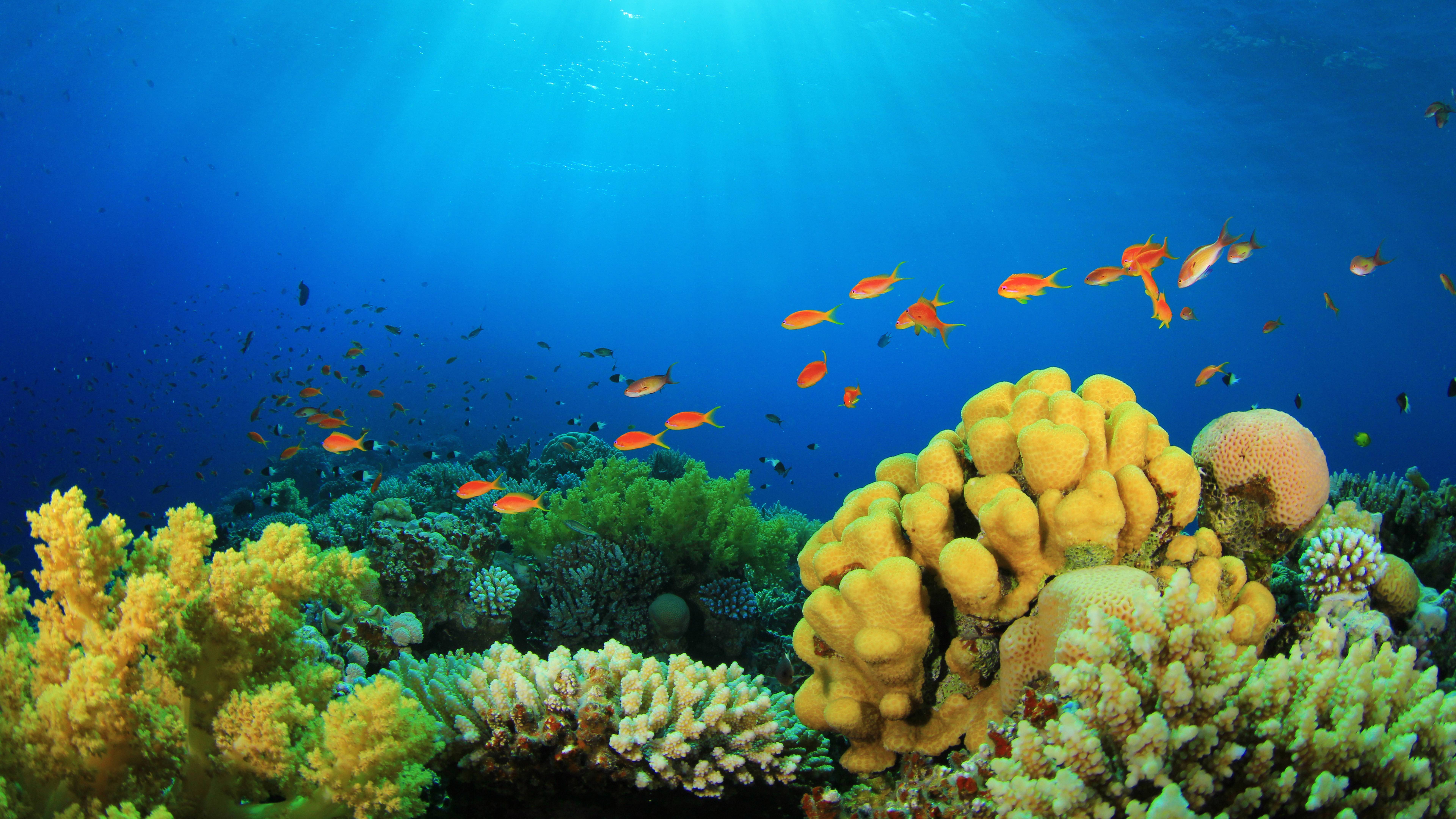 8k Ultra Hd Wallpapers - HD Wallpaper 