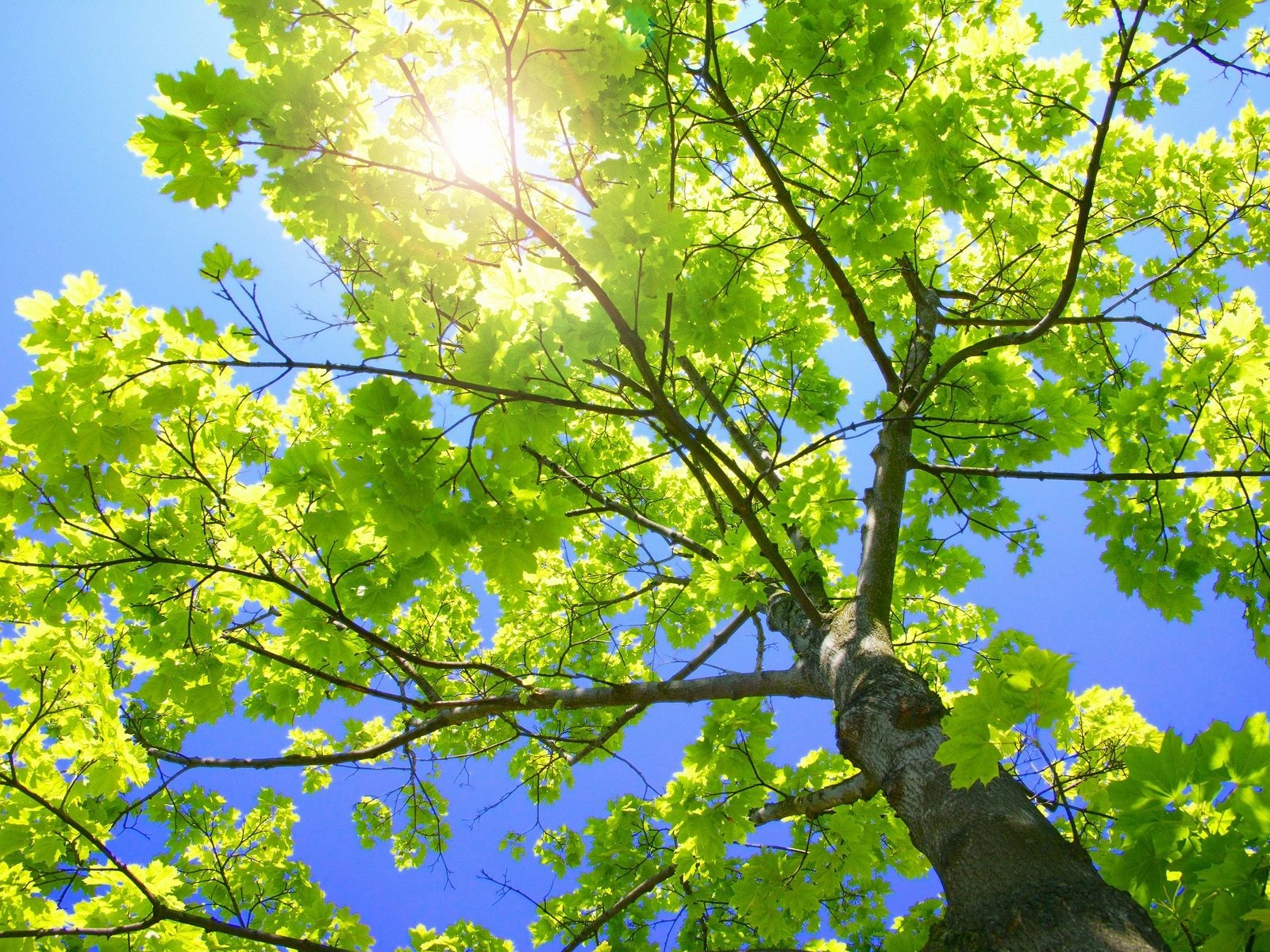Sunny Tree - HD Wallpaper 
