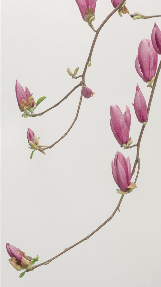 Solid Color Background Iphone Wallpaper - Iphone Solid Color Background - HD Wallpaper 