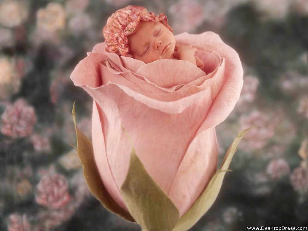 Little Cute Baby In Pink Rose - Anne Geddes - HD Wallpaper 
