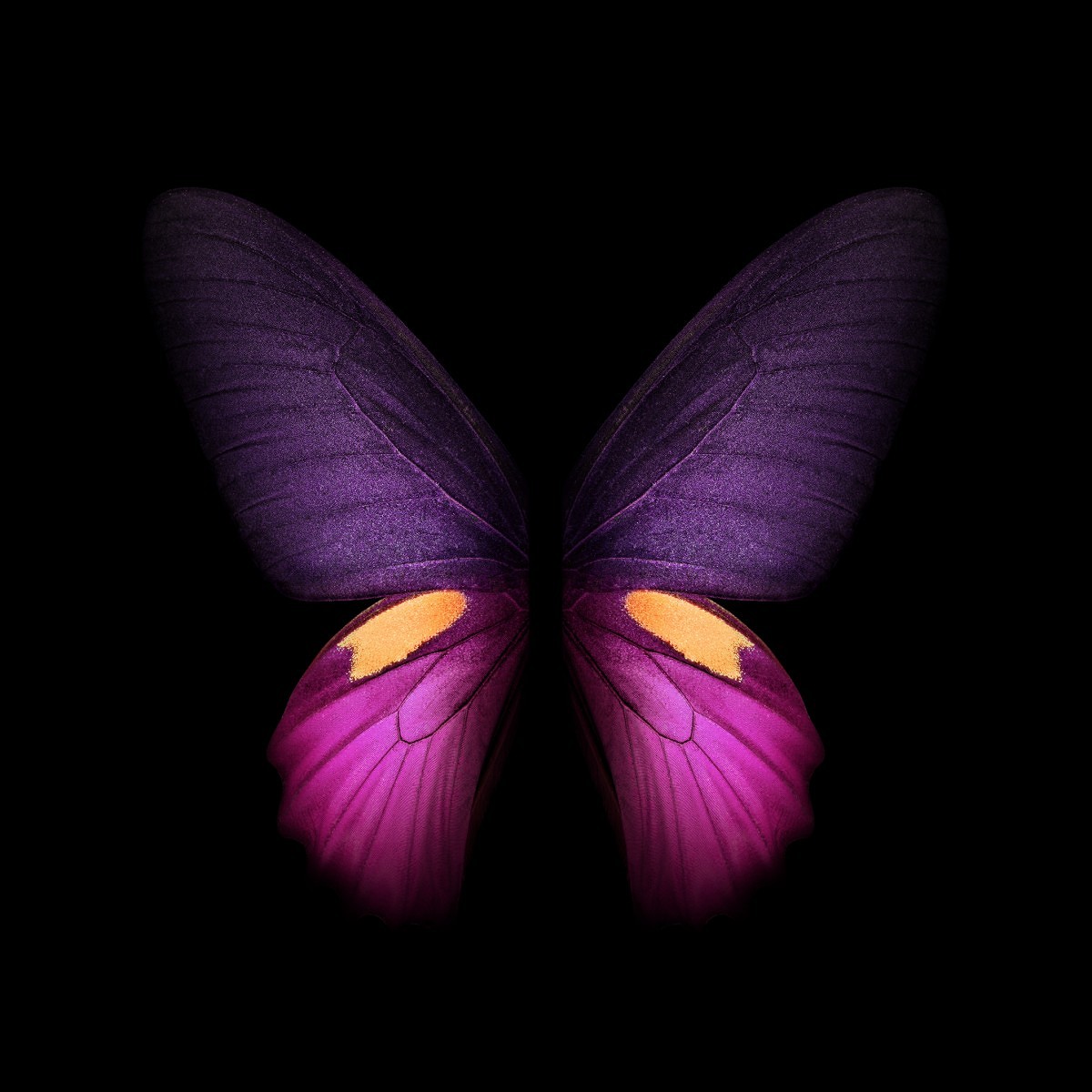 Butterfly Wallpapers Cool - HD Wallpaper 