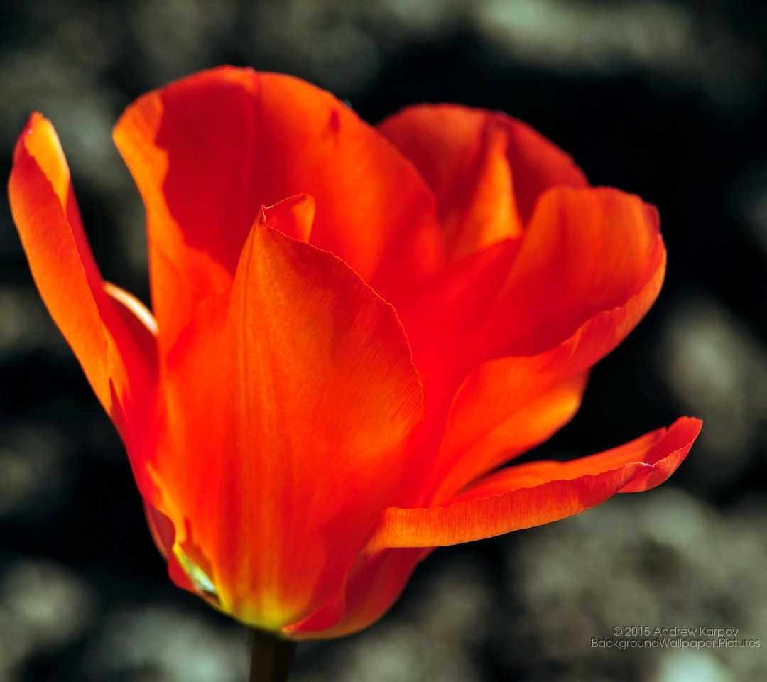 Samsung Galaxy J2 Prime Wallpaper 1080x960 Wallpaper Teahub Io