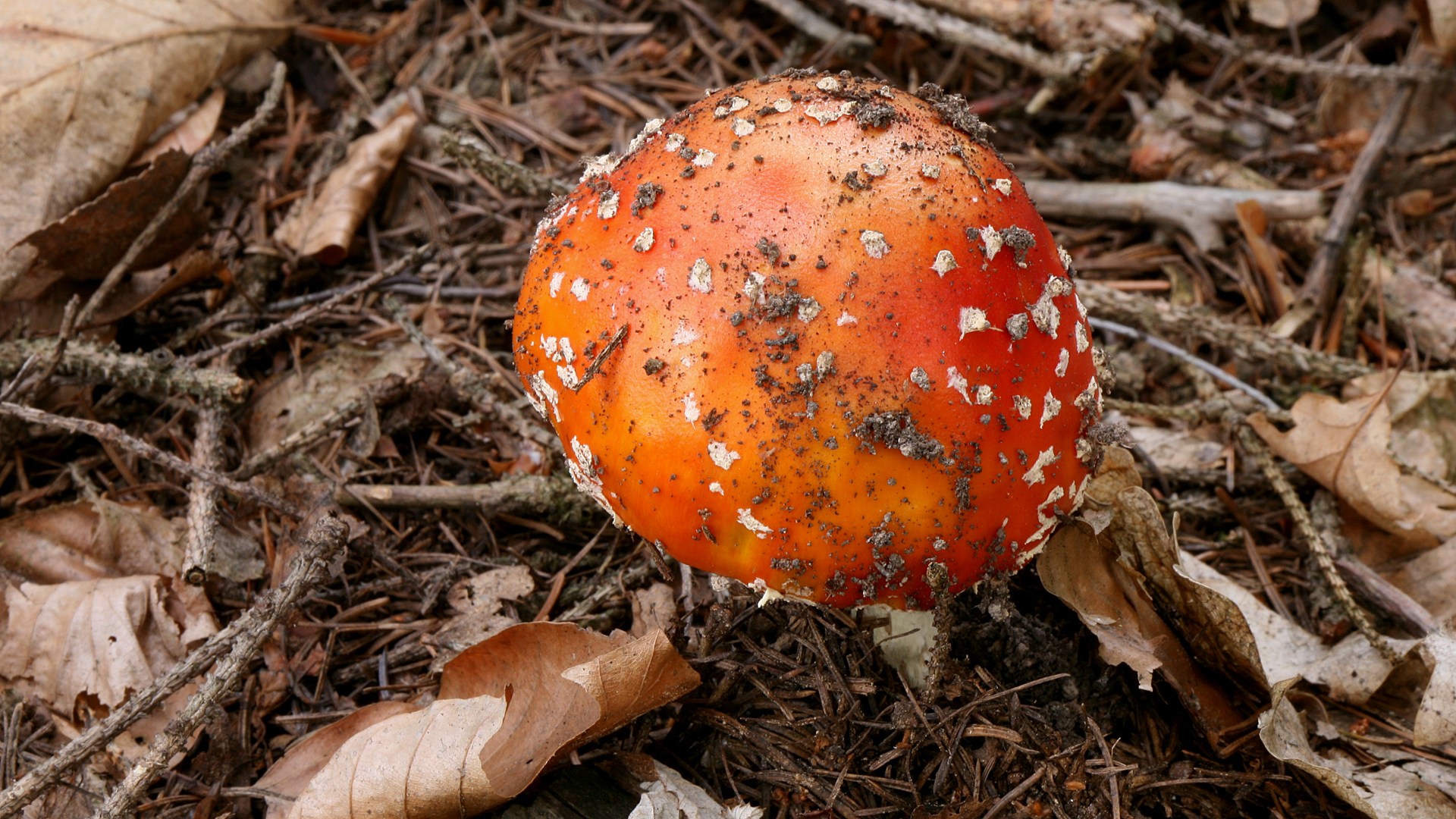 Orange Wisconsin Mushroom August - HD Wallpaper 