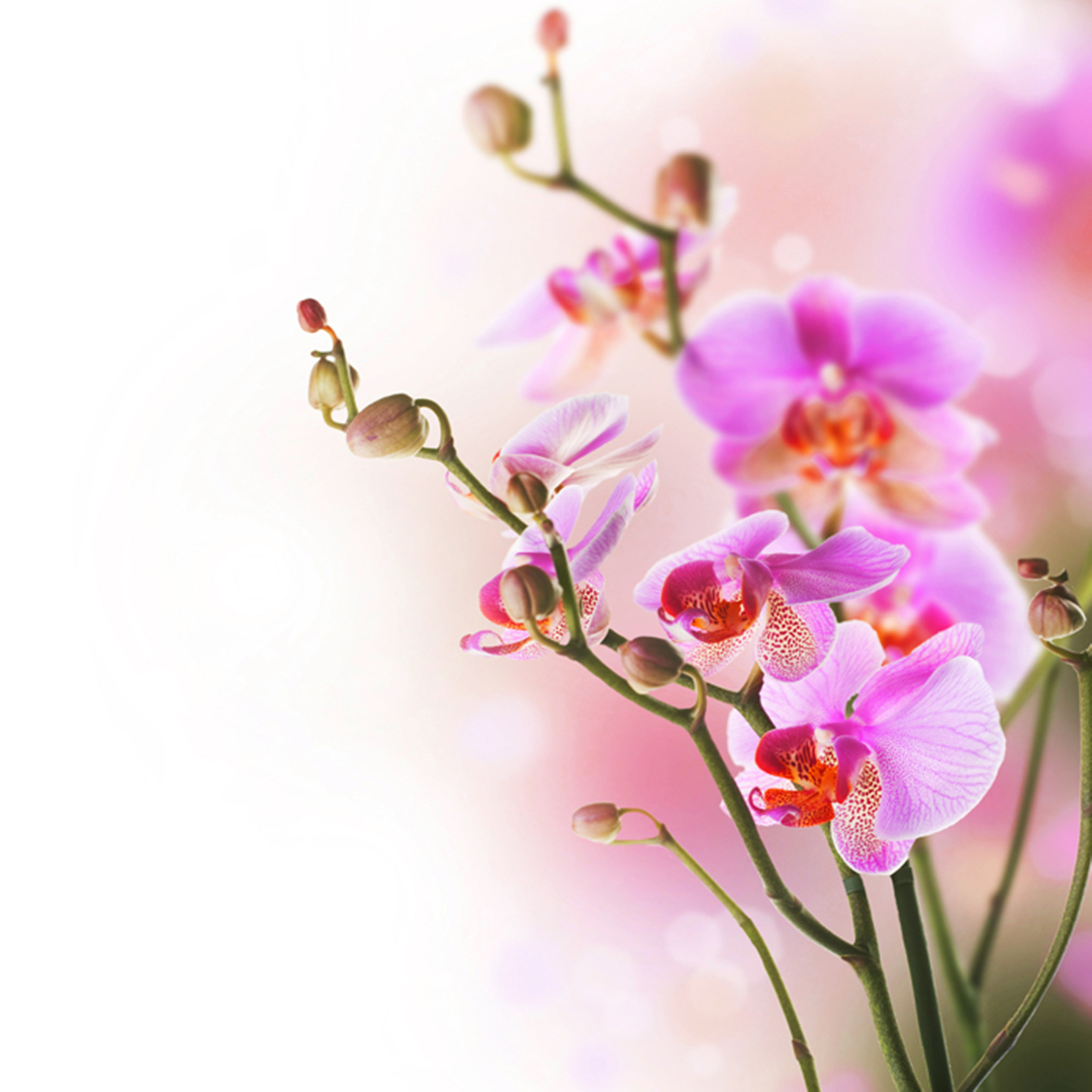 Modern Cheap Chinese High Quality Luxury Pvc Living - Delicate Background With Orchid - HD Wallpaper 
