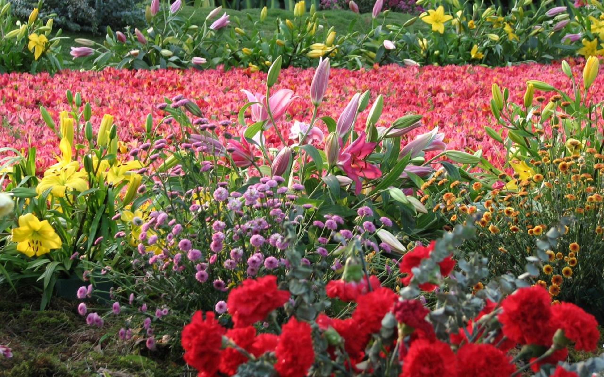 Flower Show - HD Wallpaper 