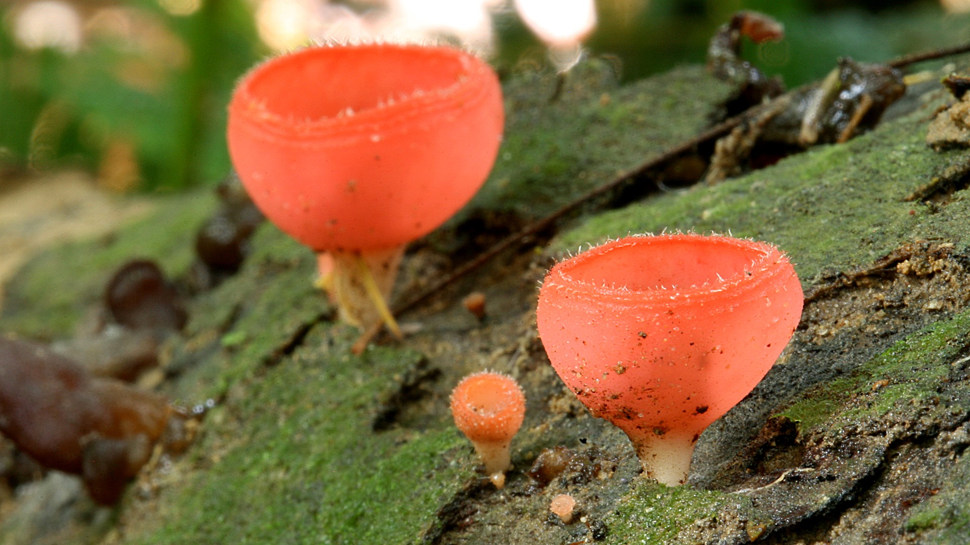 Canon Eos 5d Series - HD Wallpaper 