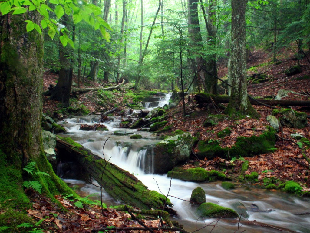 Rain Season Wallpaper - State Park - HD Wallpaper 