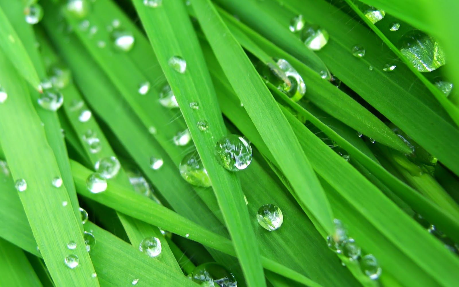 Hd Wallpaper Raindrop On Grass - HD Wallpaper 