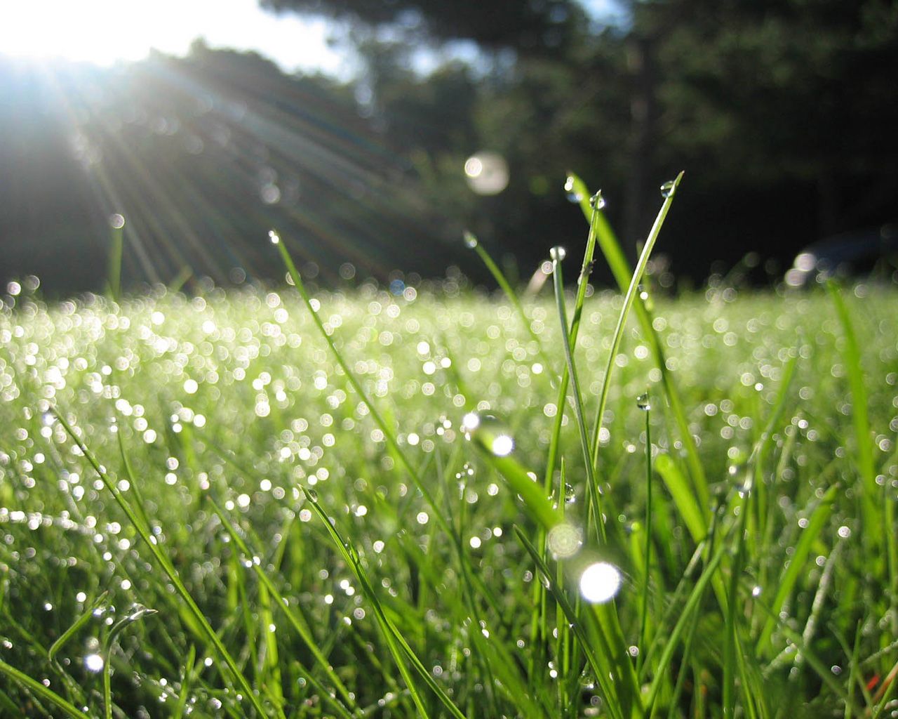 Morning Due - HD Wallpaper 