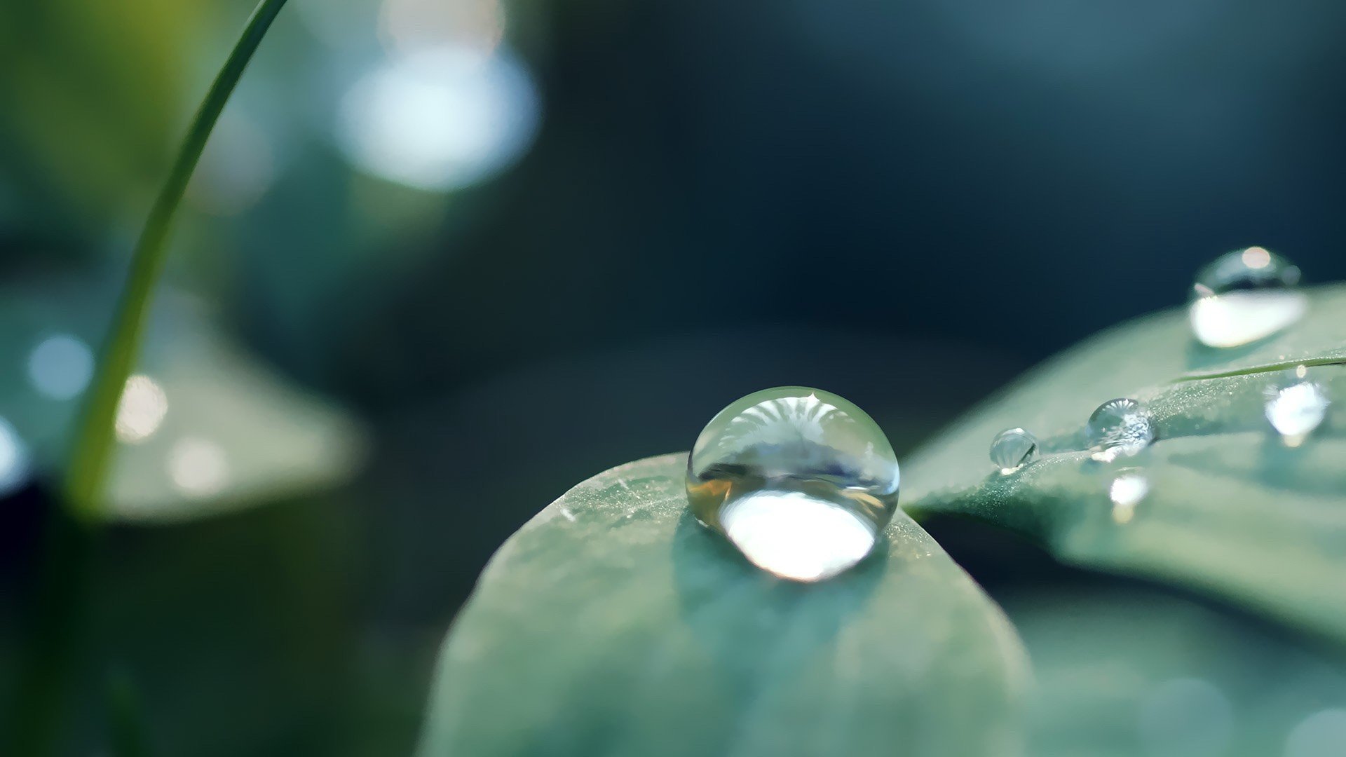 Awesome Water Drop Free Wallpaper Id - Nature Water Drop Wallpapers Hd -  1920x1080 Wallpaper 