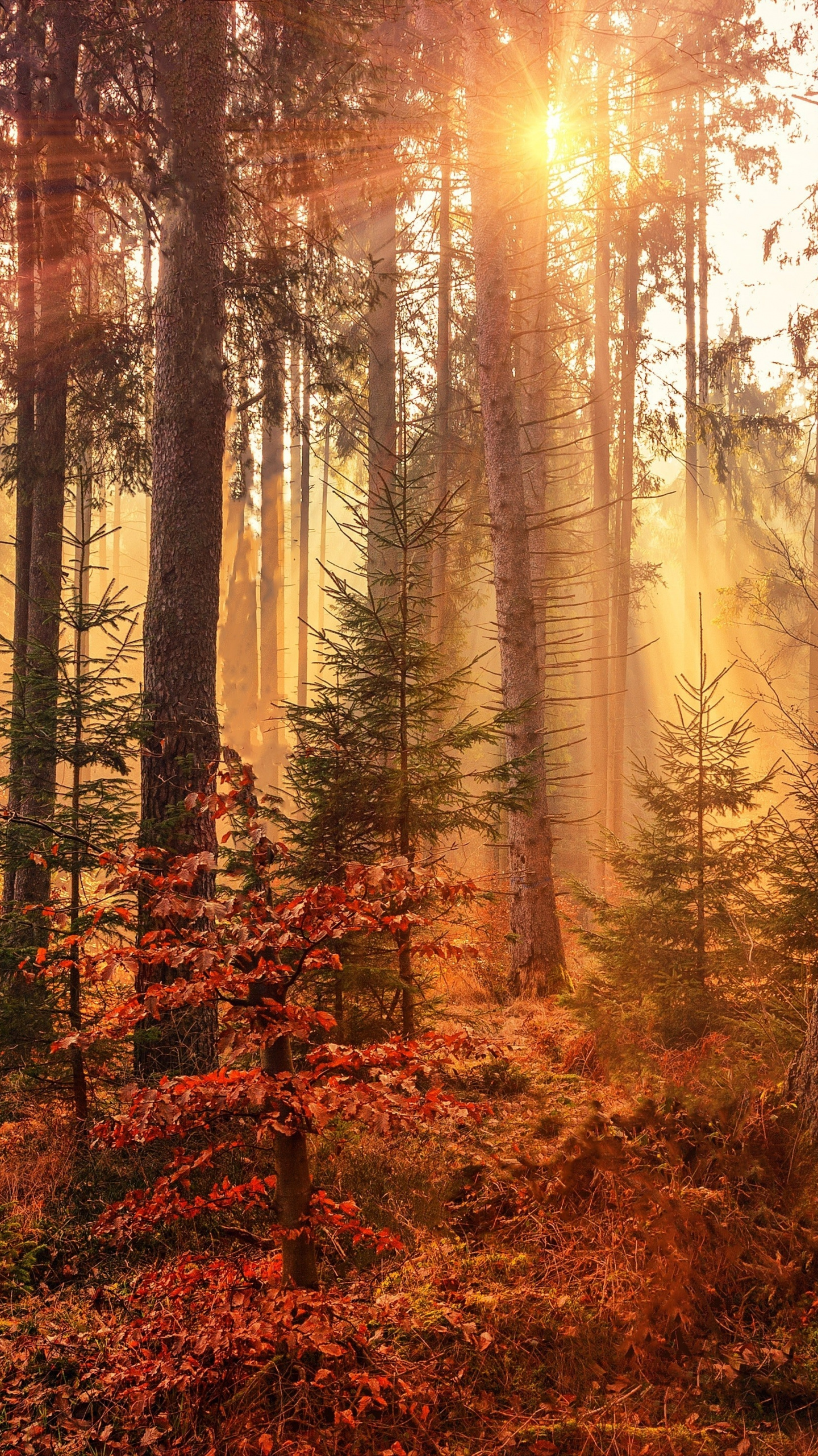 Sunbeams, Autumn, Tree, Forest, Wallpaper - Samsung Galaxy S8 Autumn - HD Wallpaper 