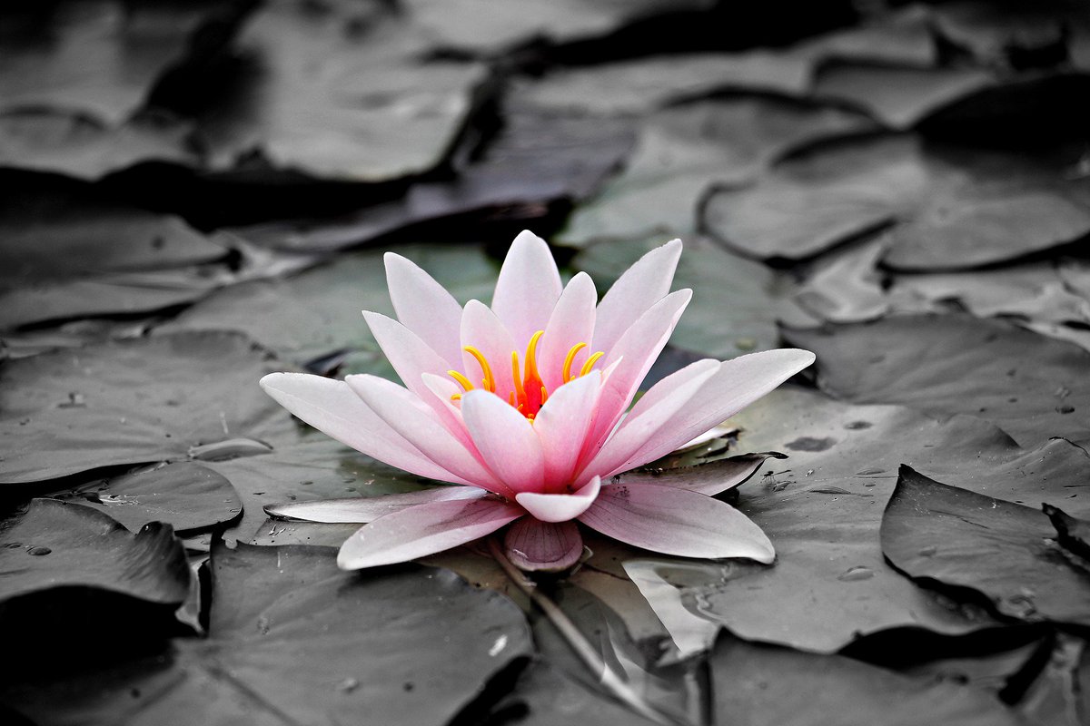 White Lotus Flower In Water - HD Wallpaper 