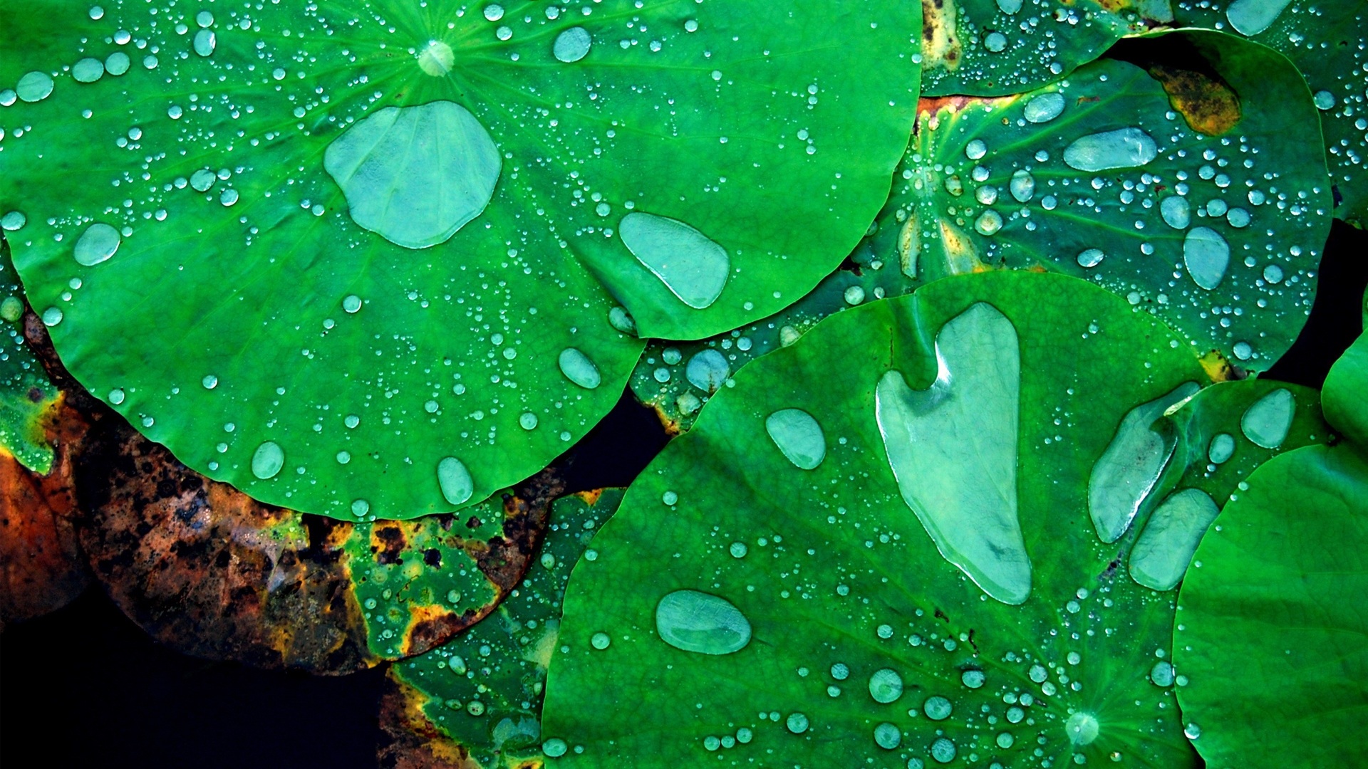 Raindrops Wallpaper - HD Wallpaper 