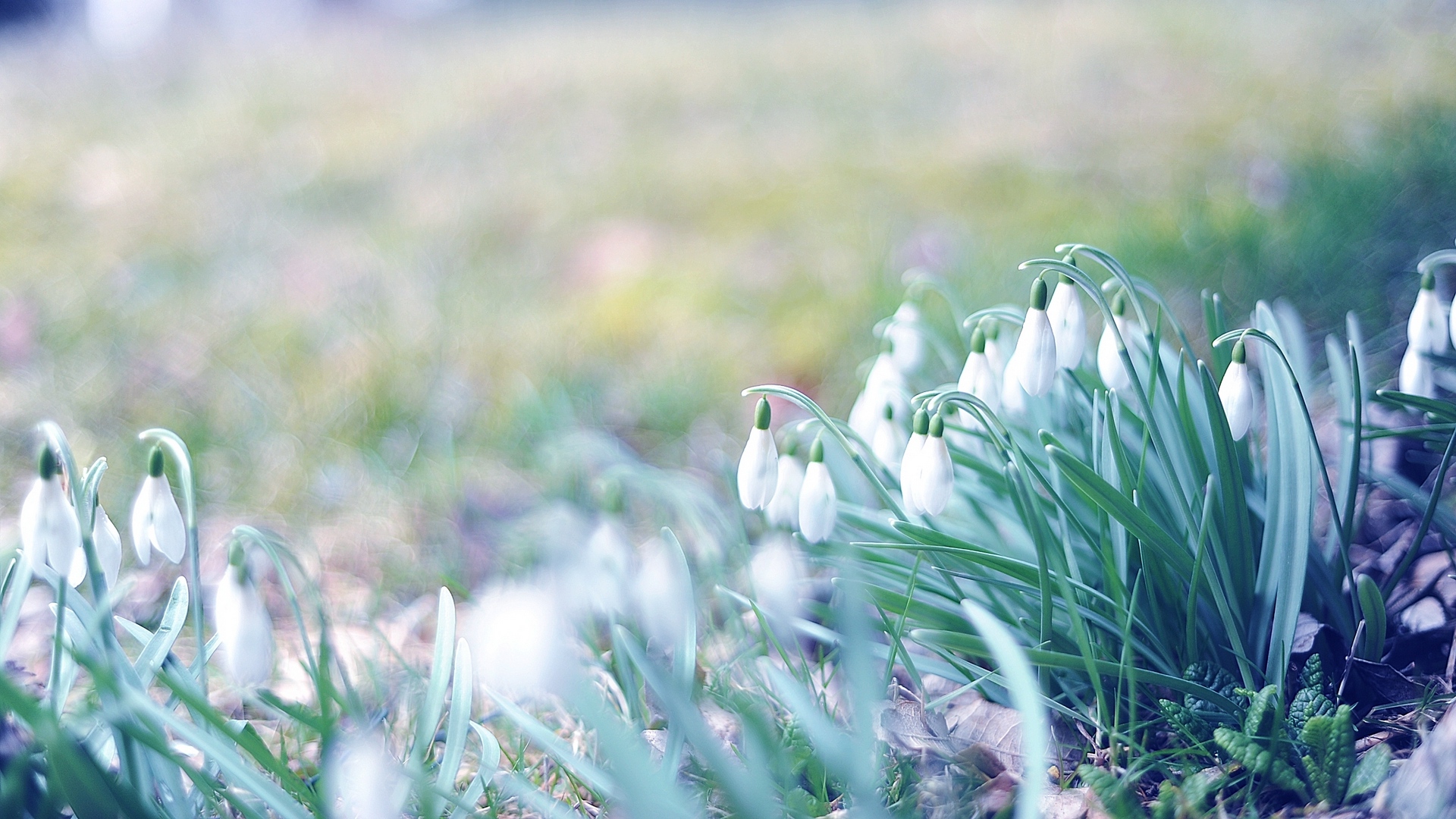 Wallpaper Spring, Snowdrops, Grass, Light, March - March Wallpaper Hd - HD Wallpaper 
