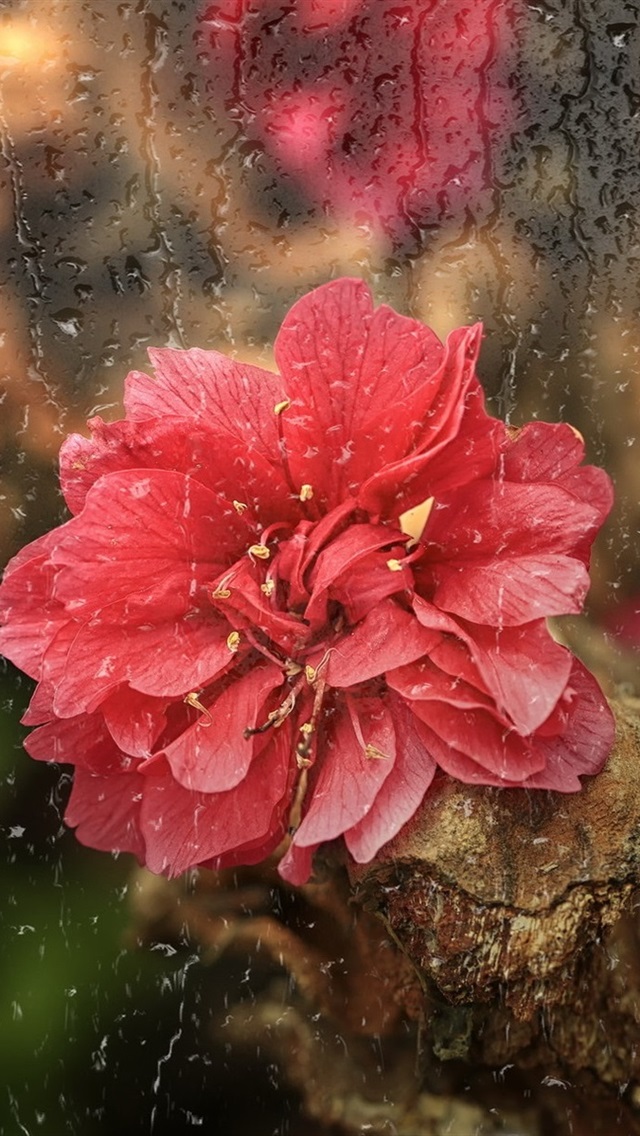 Iphone Wallpaper Red Flower, Rain - Flower Rain - HD Wallpaper 