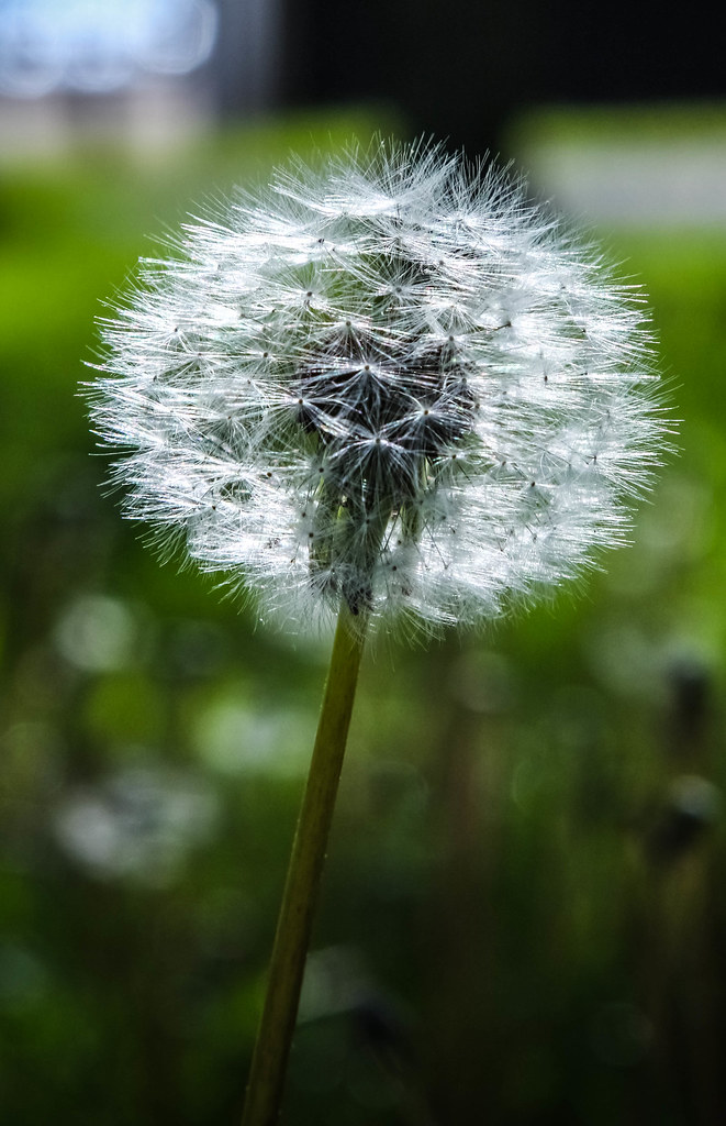 Dandelion - HD Wallpaper 