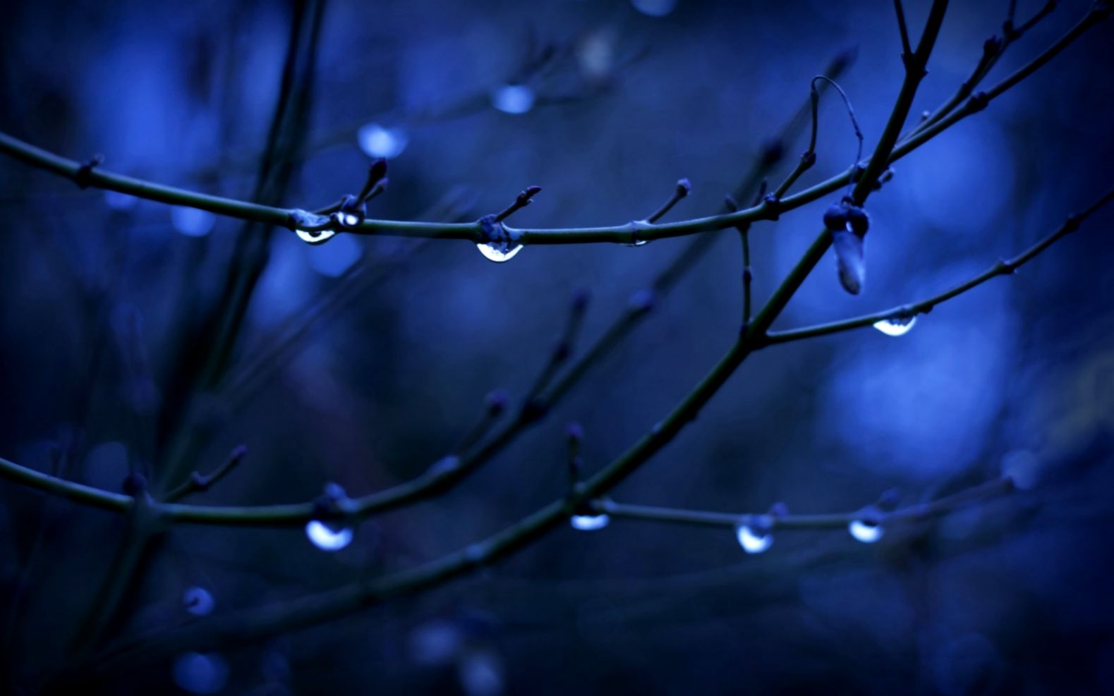 Twigs Depth Of Field Water Drops Nature Wallpapers - Background Tree Water Drop Hd . - HD Wallpaper 