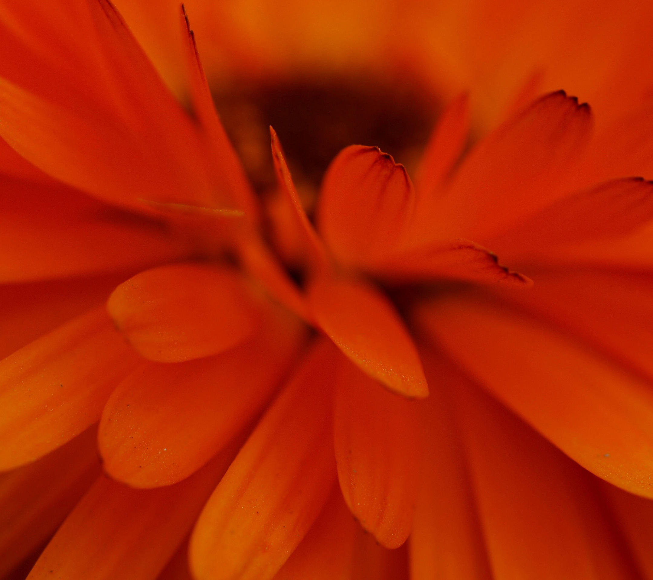 Обои Цветы Для Телефона Оранжевый - HD Wallpaper 