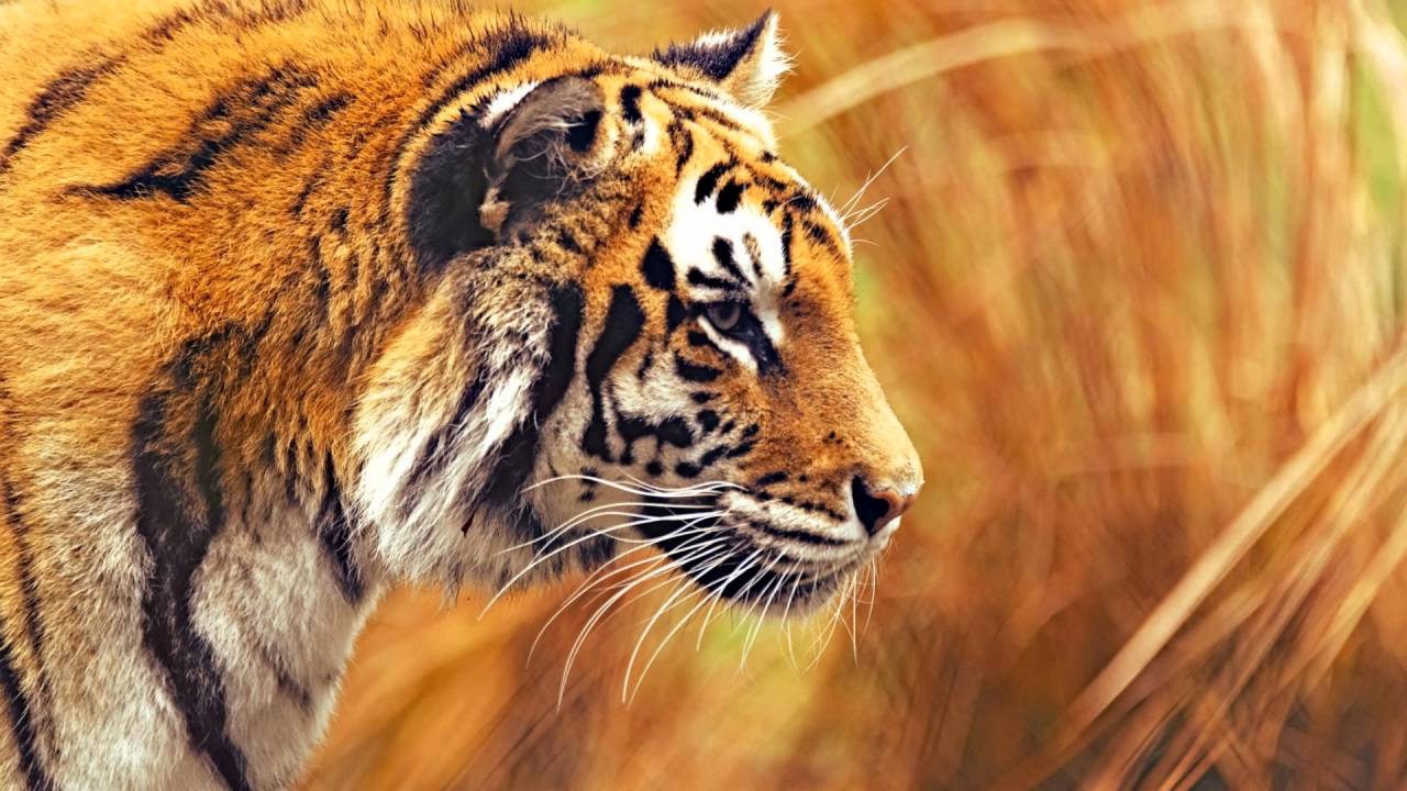 Long Do Tigers Live - HD Wallpaper 