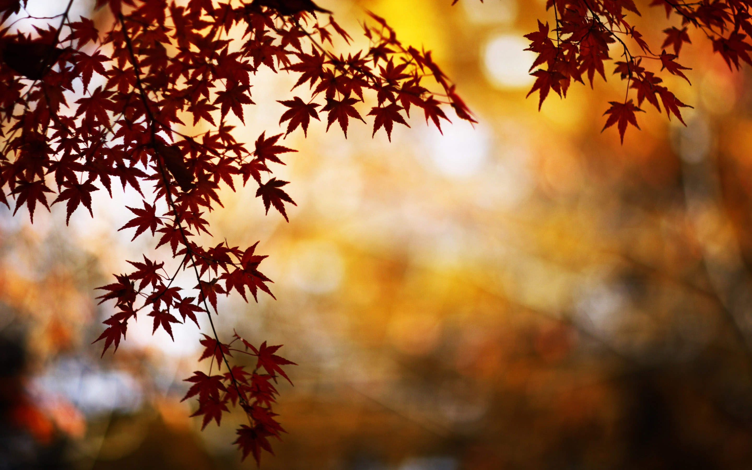Bokeh Hd Png Download - HD Wallpaper 