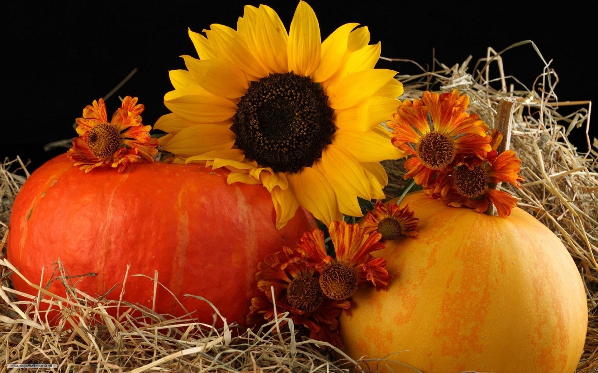 Live Fall Wallpaper And Screensavers Download Harvest - Fall Flowers Screensavers Free - HD Wallpaper 