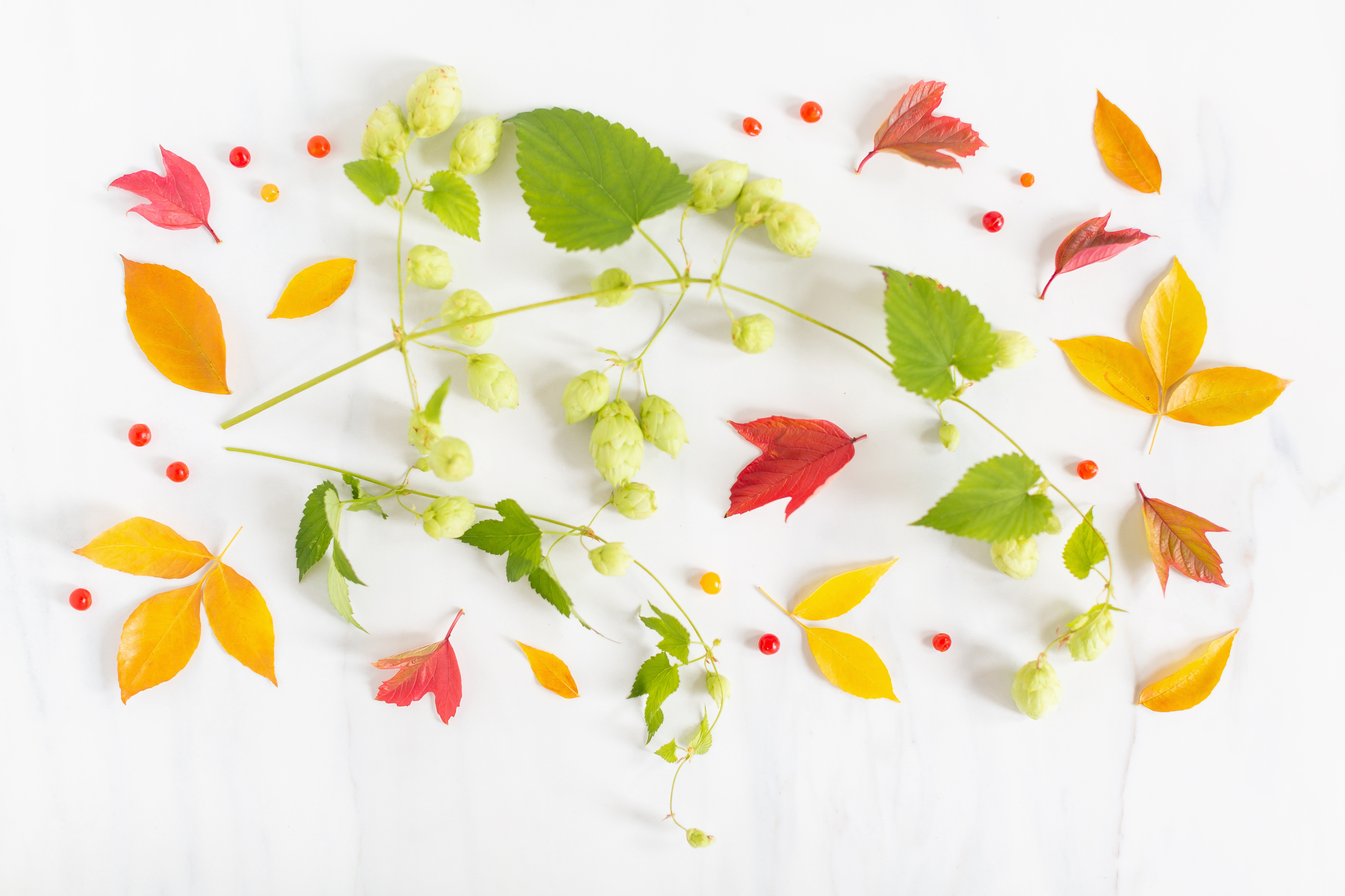 Floral Design - HD Wallpaper 