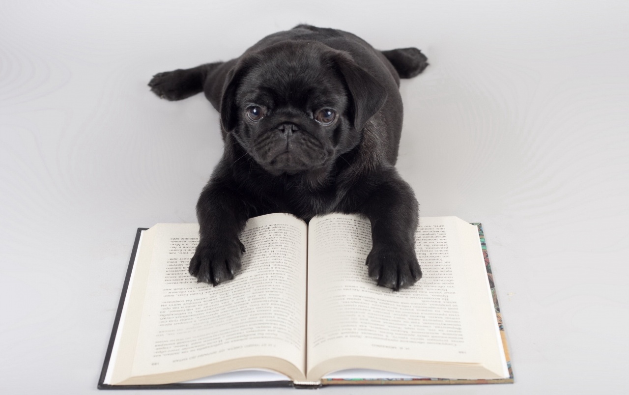 Pug Reading Wallpapers - Baby Pugs Reading Books - HD Wallpaper 