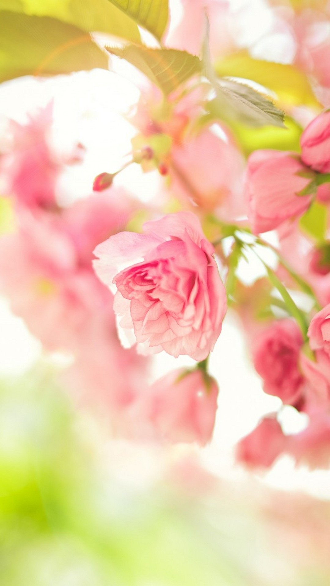 Spring Season Mobile Wallpaper Hd - Mobile Cute Wallpaper Hd - 1080x1920 Wallpaper Spring Season Mobile Wallpaper Hd - Mobile Cute Wallpaper Hd - 1080x1920 Wallpaper