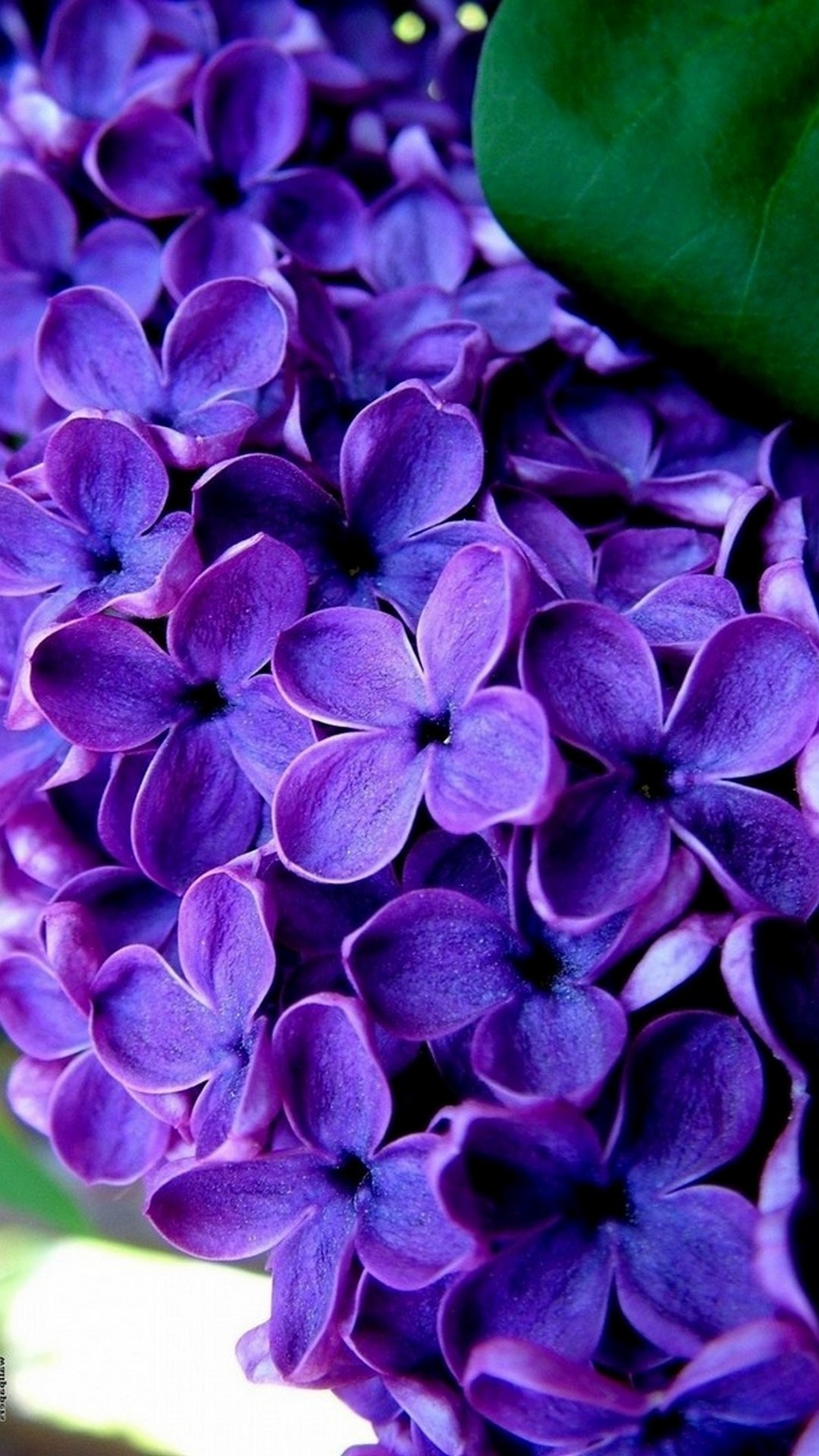 Purple Flowers Mobile Wallpaper Hd - Flowers Images For Mobile - HD Wallpaper 