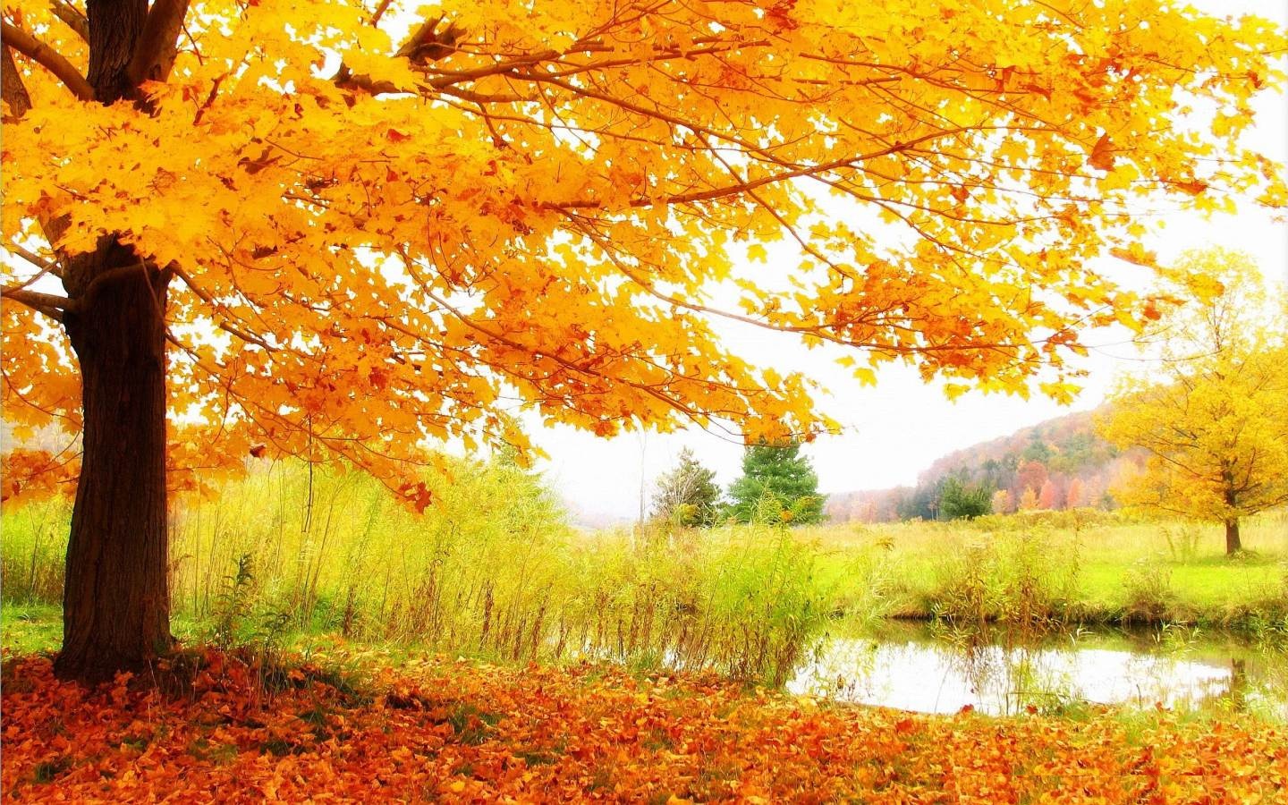 Desktop Wallpaper Hd Full Screen - Scenery Wallpaper Full Screen - 1440x900 Wallpaper Desktop Wallpaper Hd Full Screen - Scenery Wallpaper Full Screen - 1440x900 Wallpaper