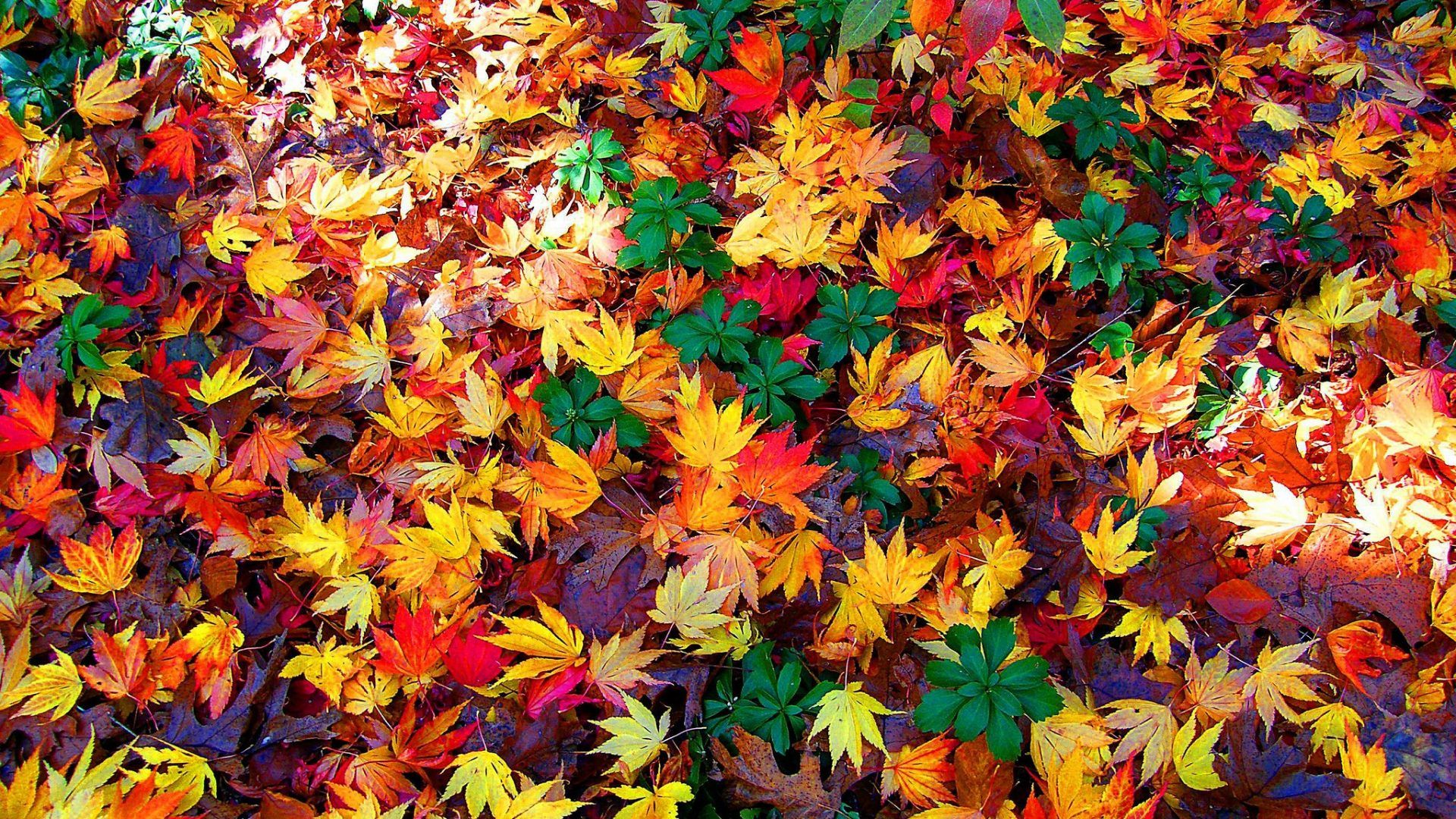 Misc Colorful Fall Leaves Autumn Wallpaper Gallery - Autumn Leaves Facebook Cover - HD Wallpaper 