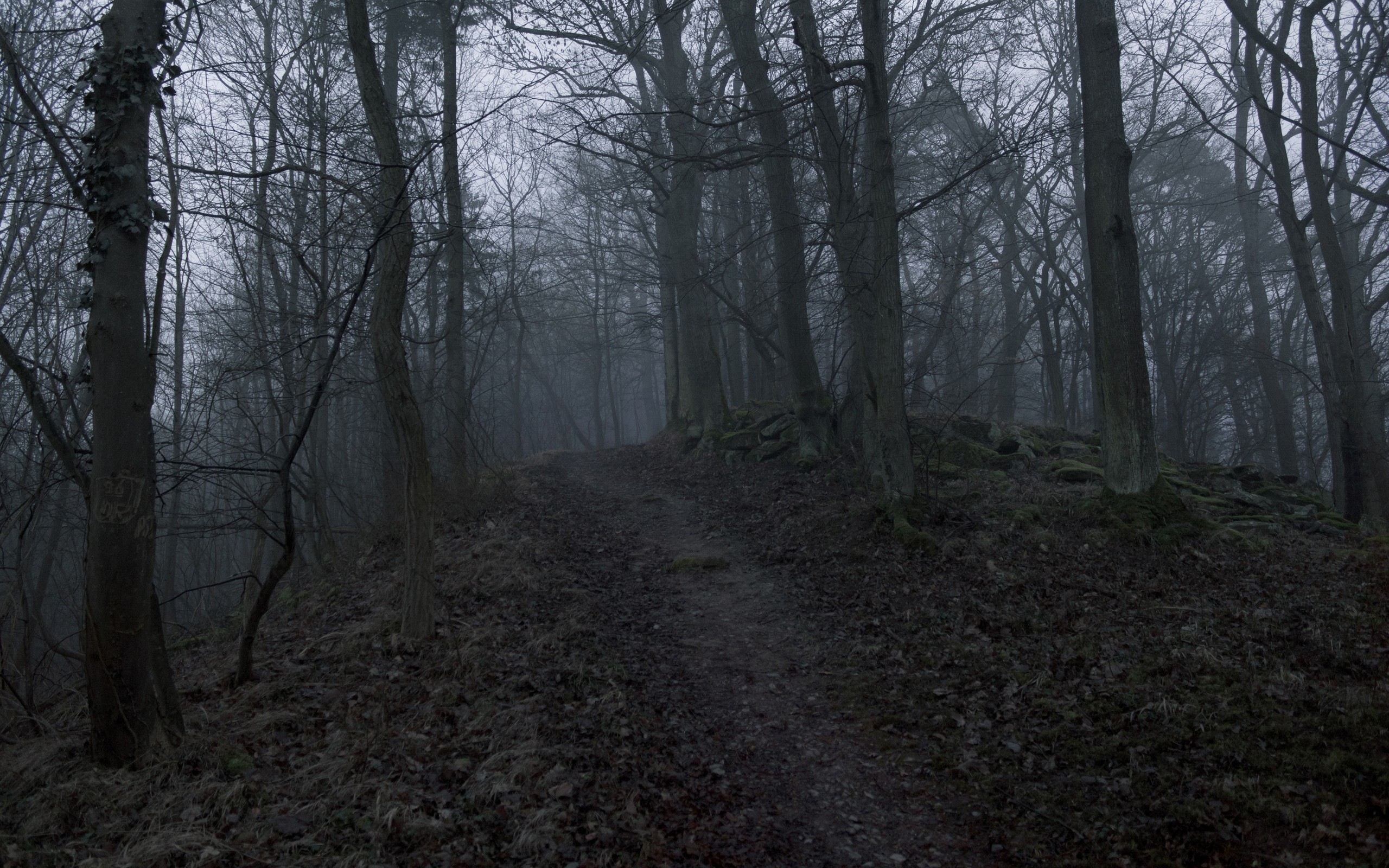 Dark Forest Trail Background - HD Wallpaper 
