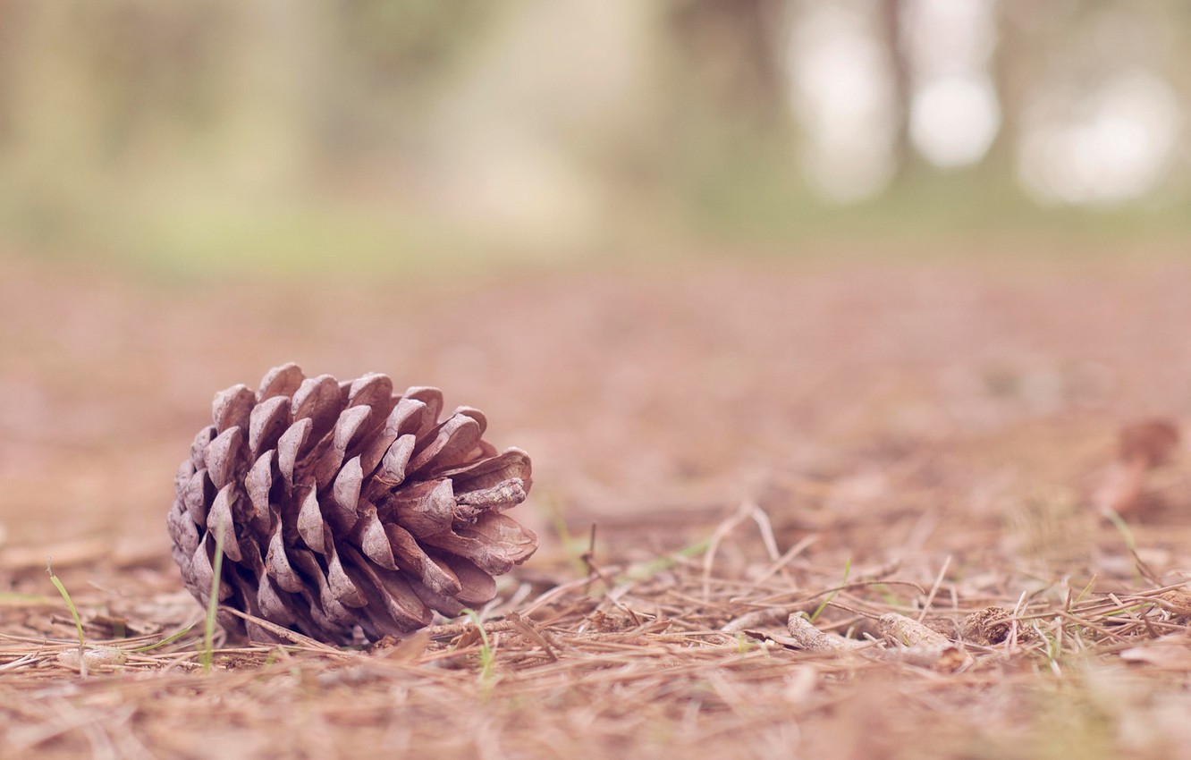 Photo Wallpaper Nature, Background, Tree, Widescreen, - Pinecone In Nature - HD Wallpaper 