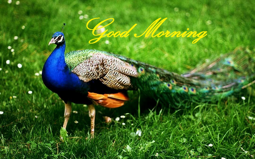 Beautiful Animal Wallpaper Hd - HD Wallpaper 