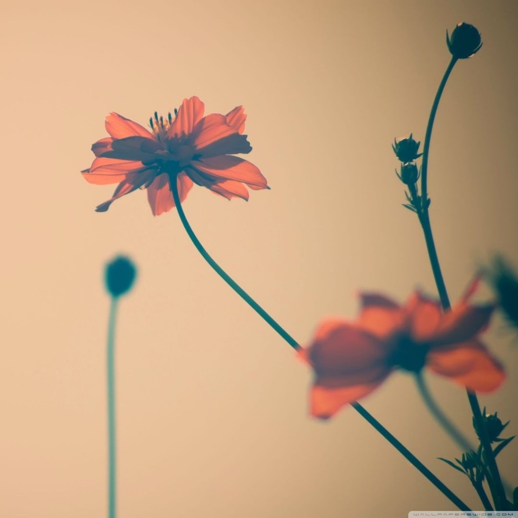 Flower Desktop Backgrounds Widescreen - HD Wallpaper 