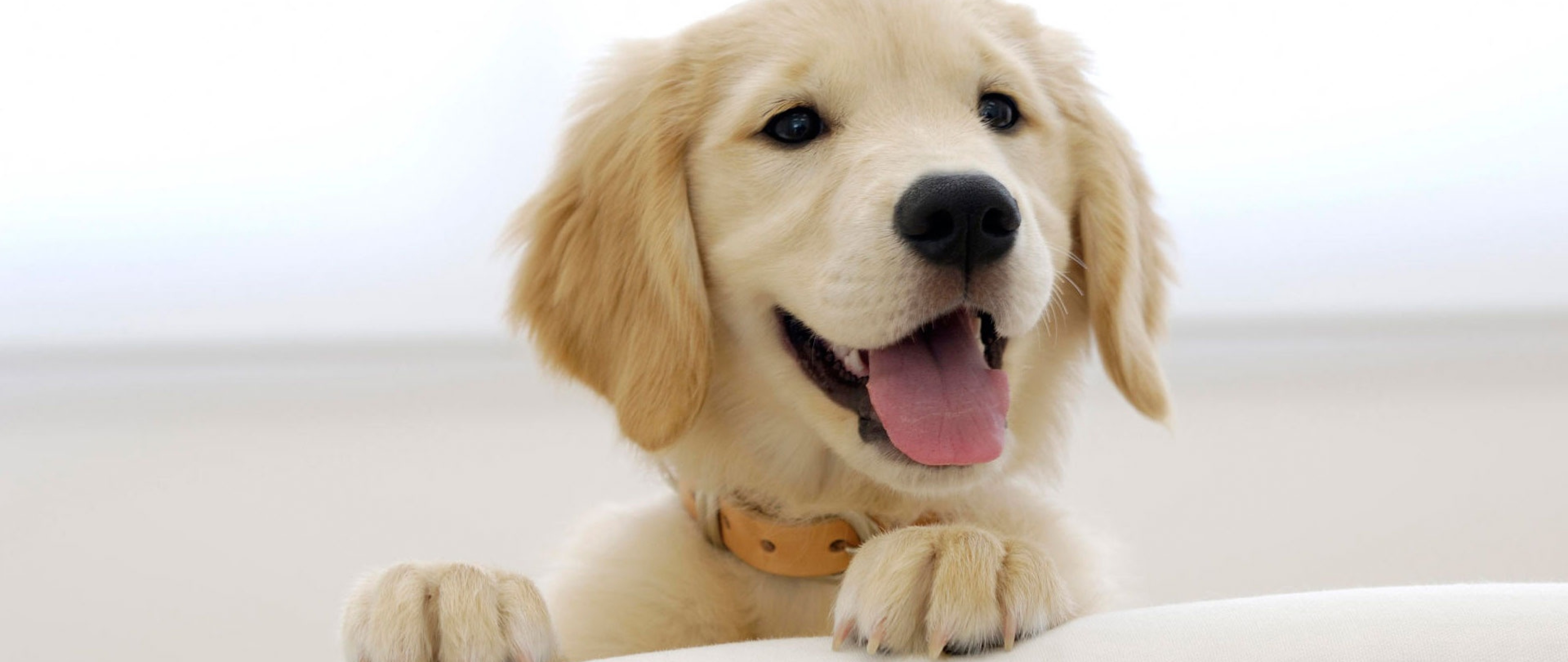 Golden Retriever Images In Snow - HD Wallpaper 