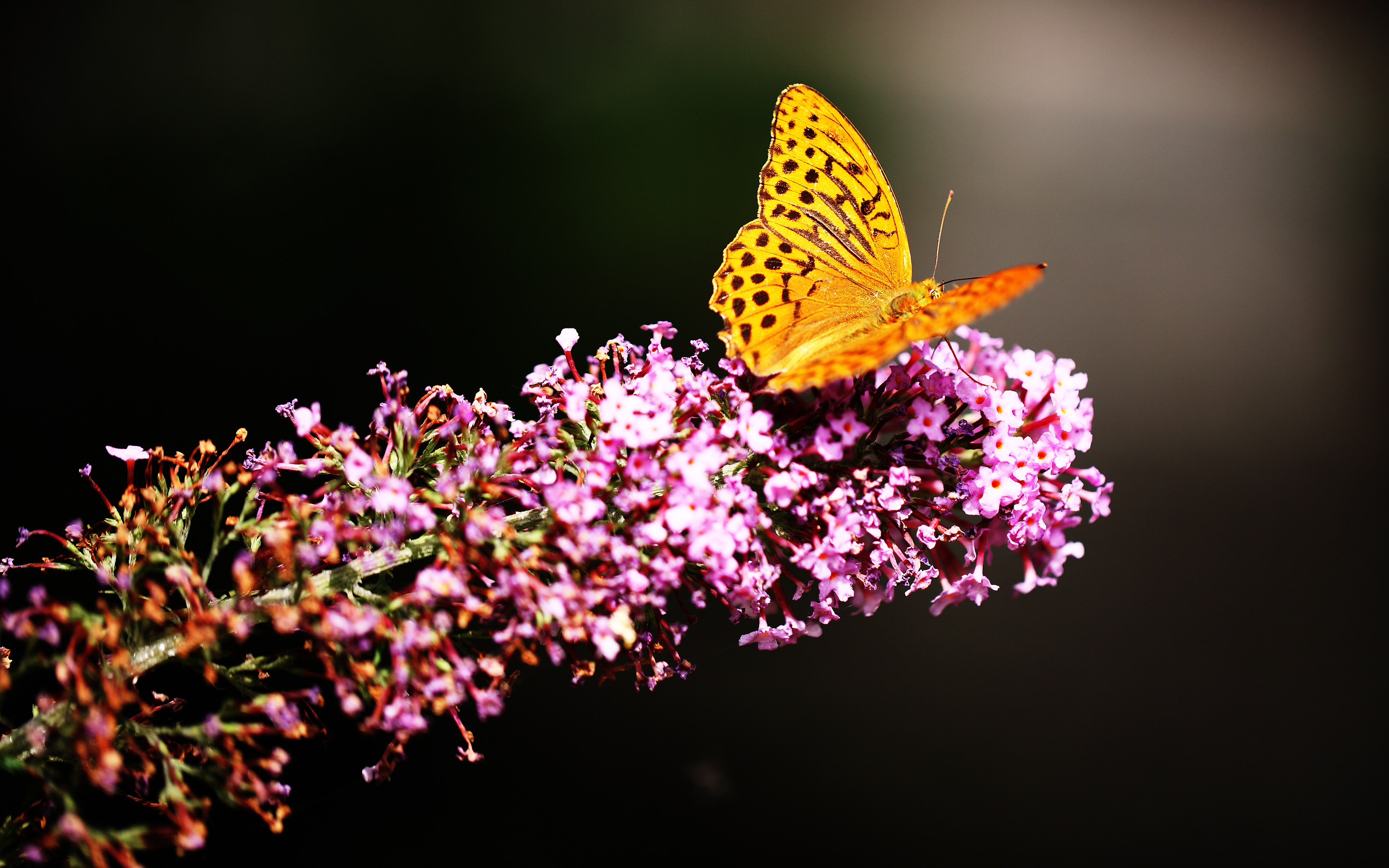 Yellow Butterfly On Pink Flowers - HD Wallpaper 