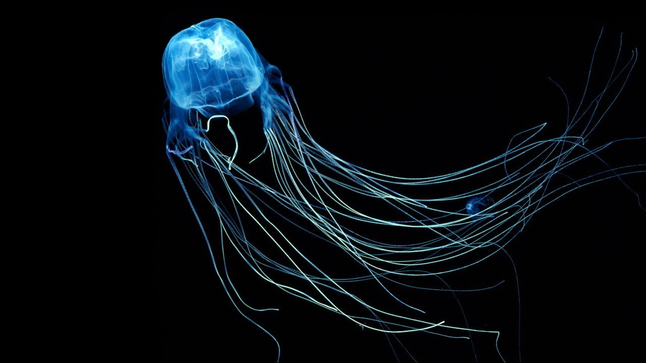 #animals Wallpaper, #jellyfish Wallpaper, #iphone Wallpaper, - Box Jellyfish Black Background - HD Wallpaper 