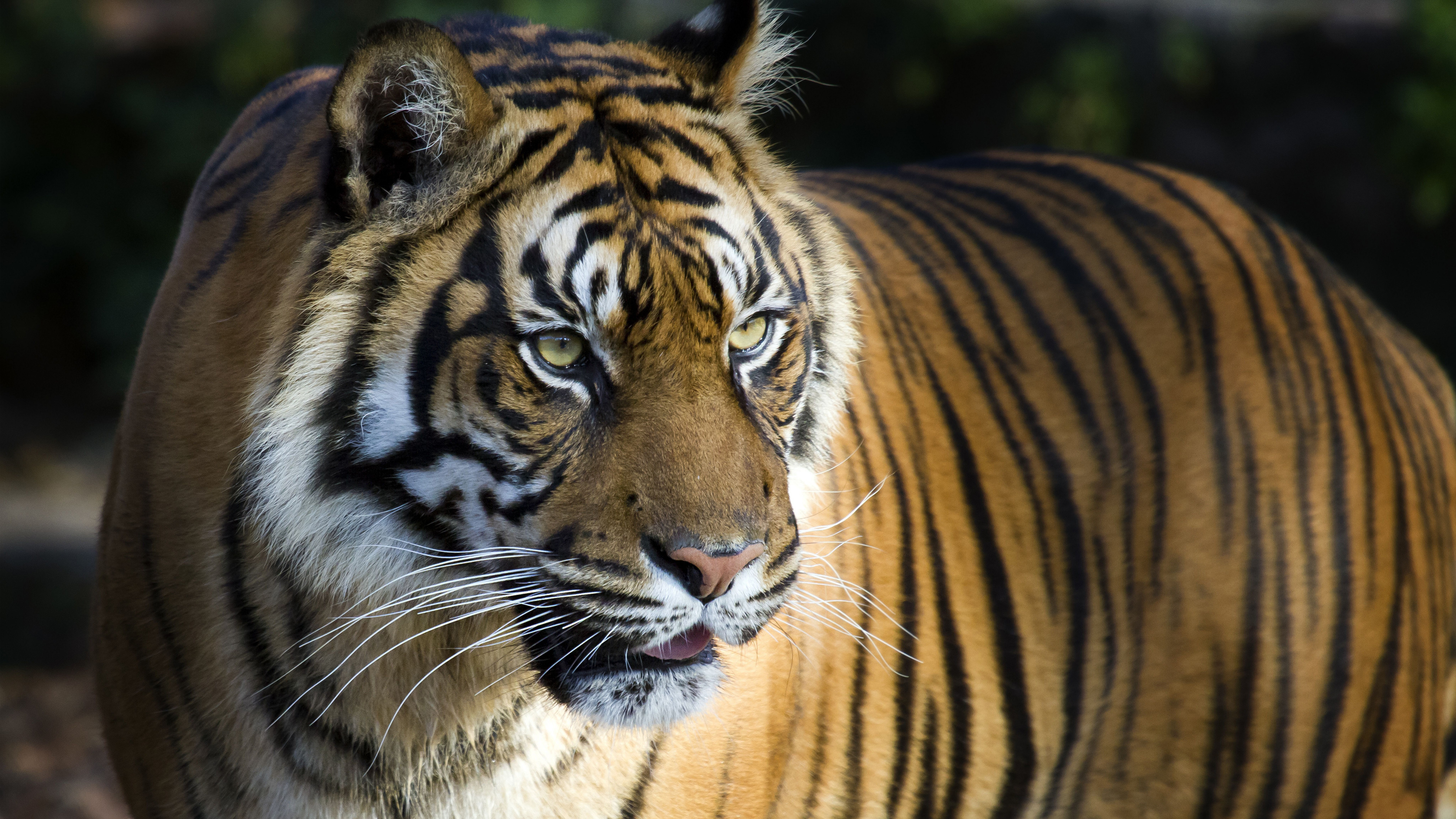 Bengal Tiger 4k 8k Hd Wallpapers - Ultra Hd Tiger 4k - HD Wallpaper 