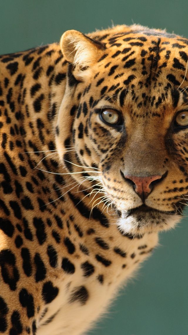 Jaguar, Wild, Cat, Face - Леопард Обои - HD Wallpaper 