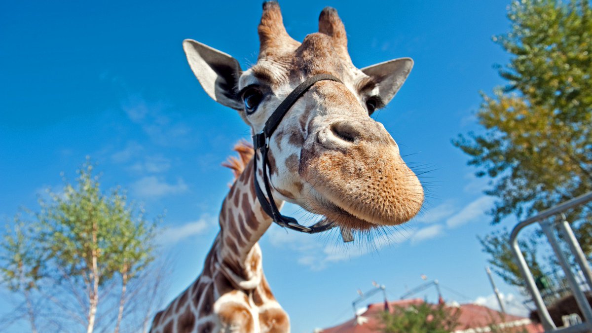 Giraffe 8k - HD Wallpaper 
